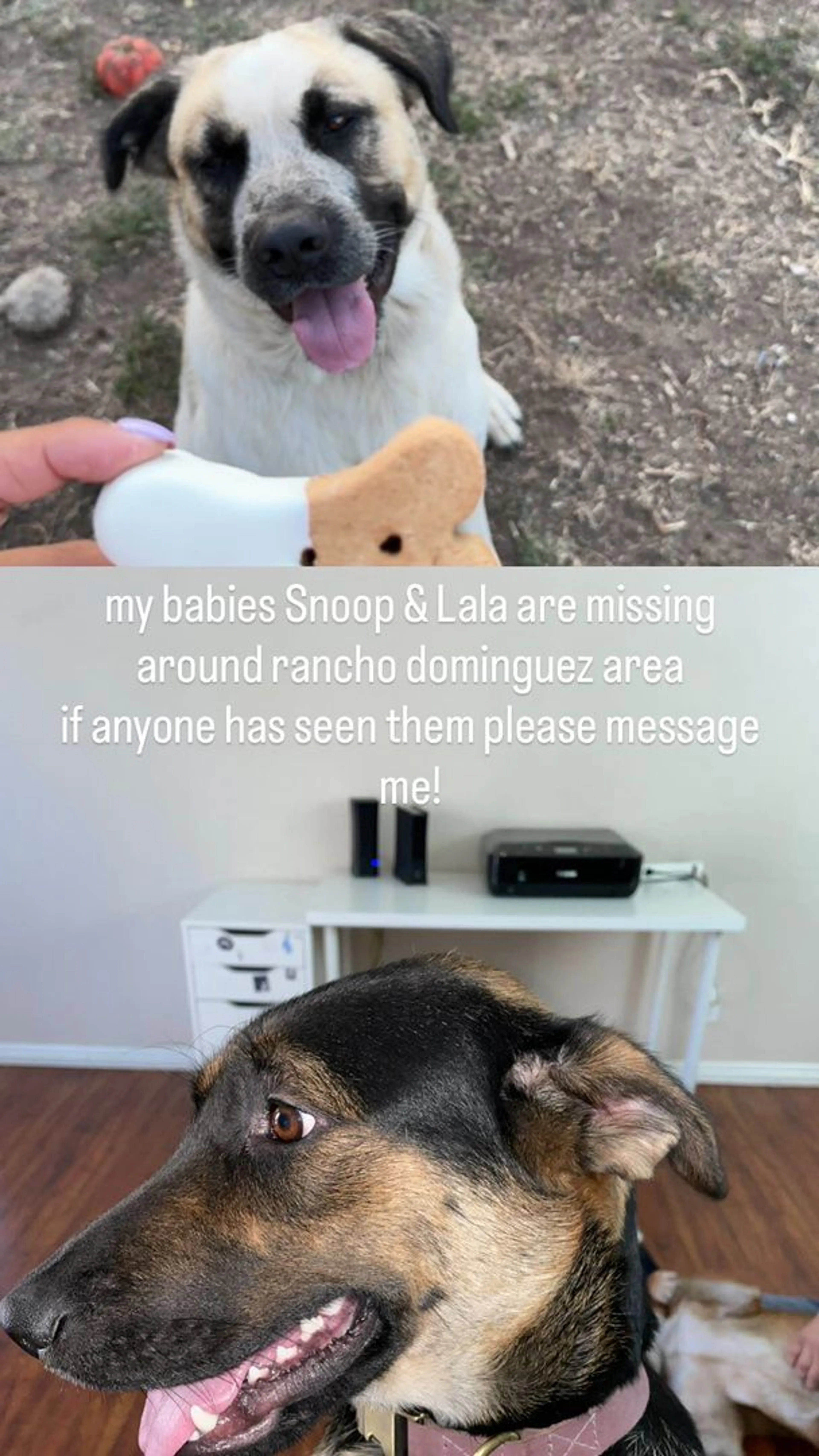 Lost pet