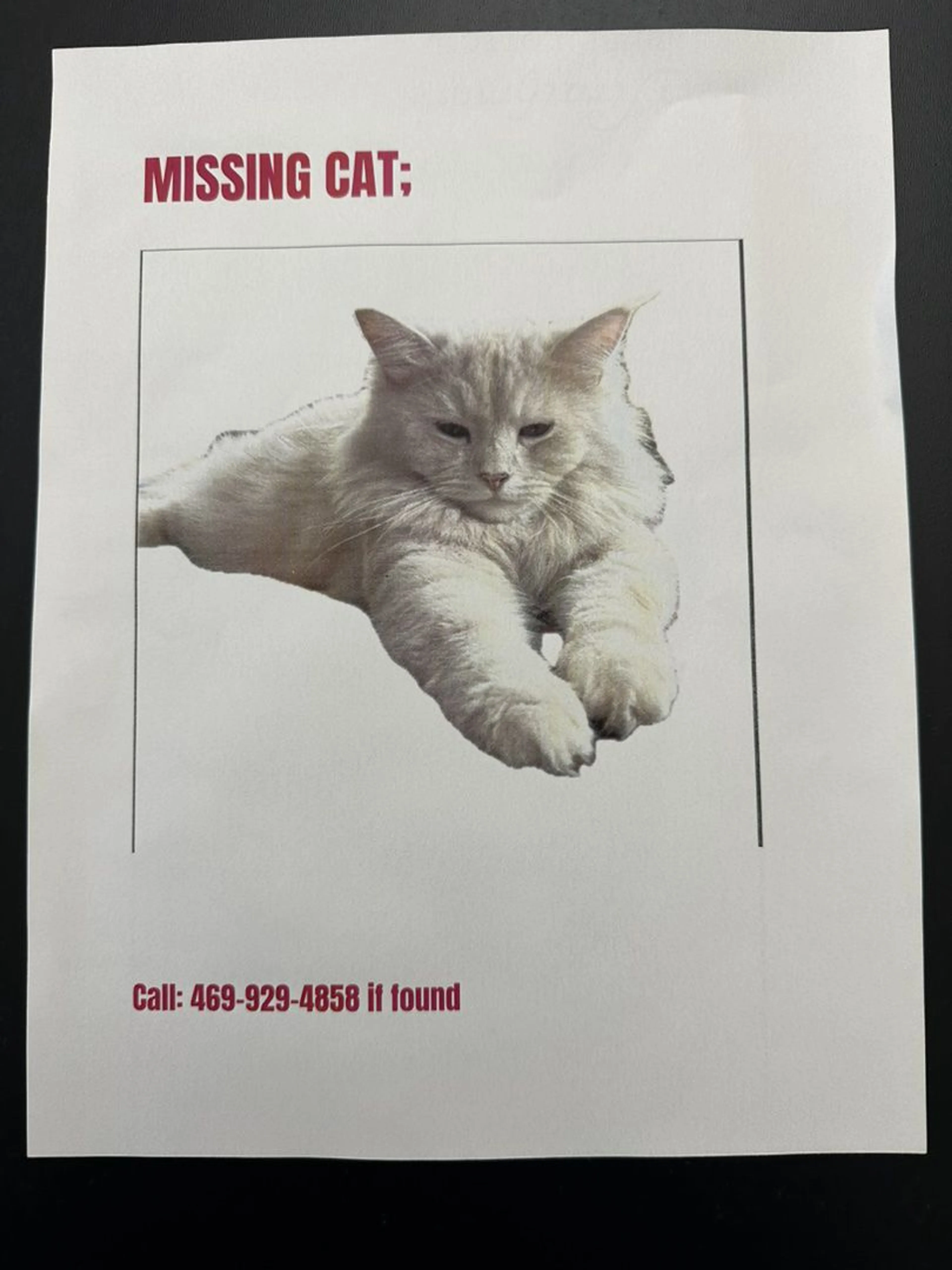 Lost pet