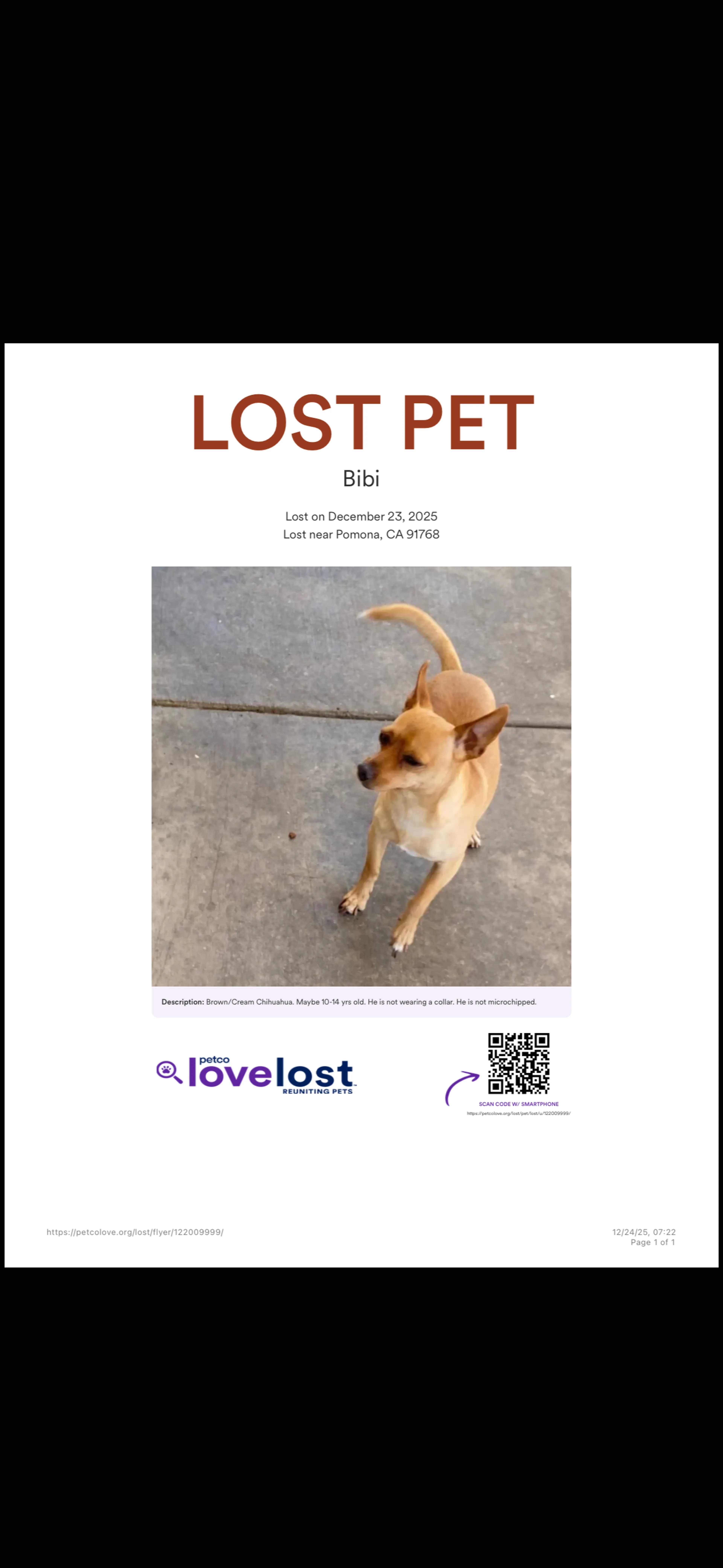 Lost pet-0