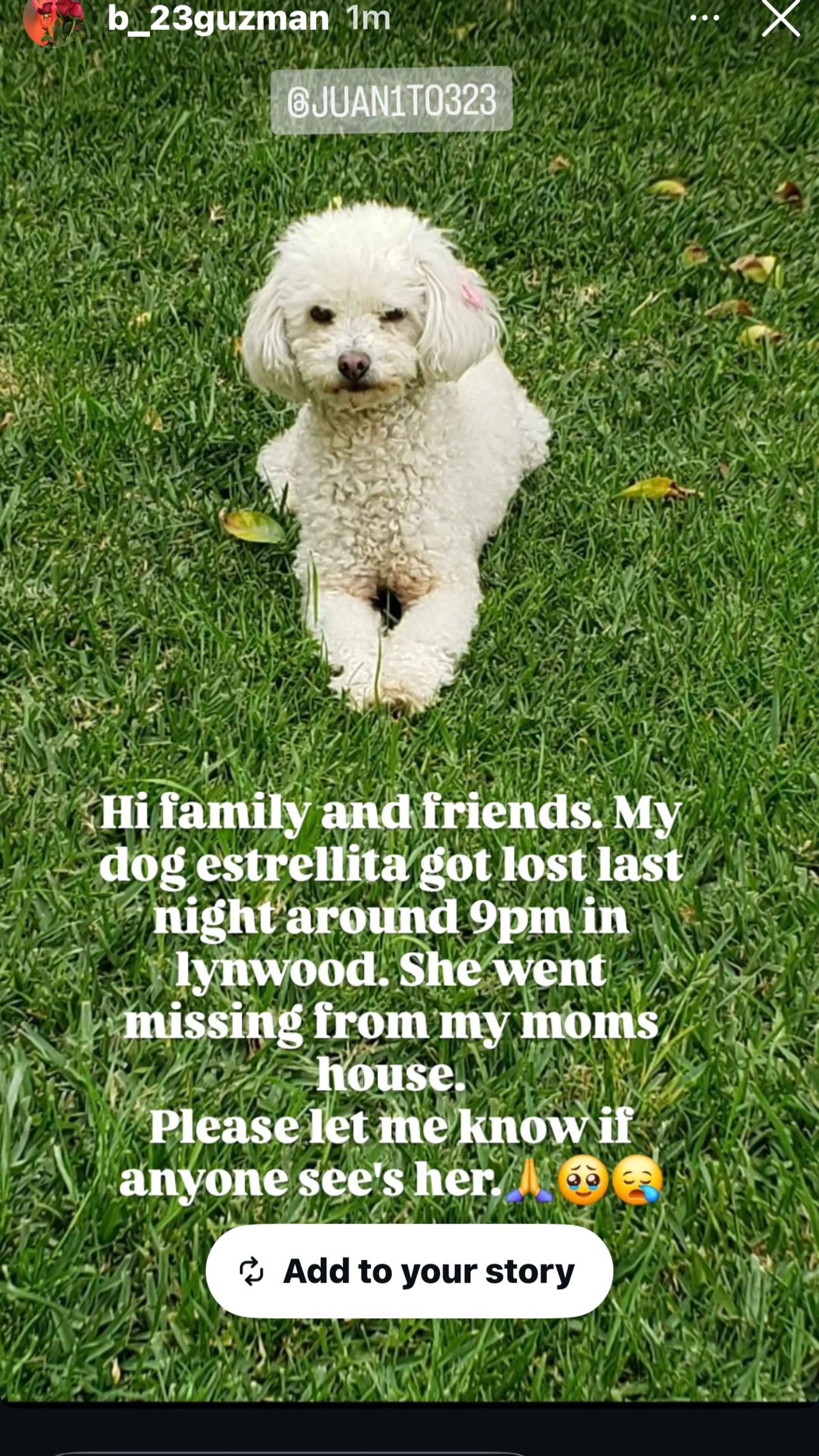 Lost pet-2