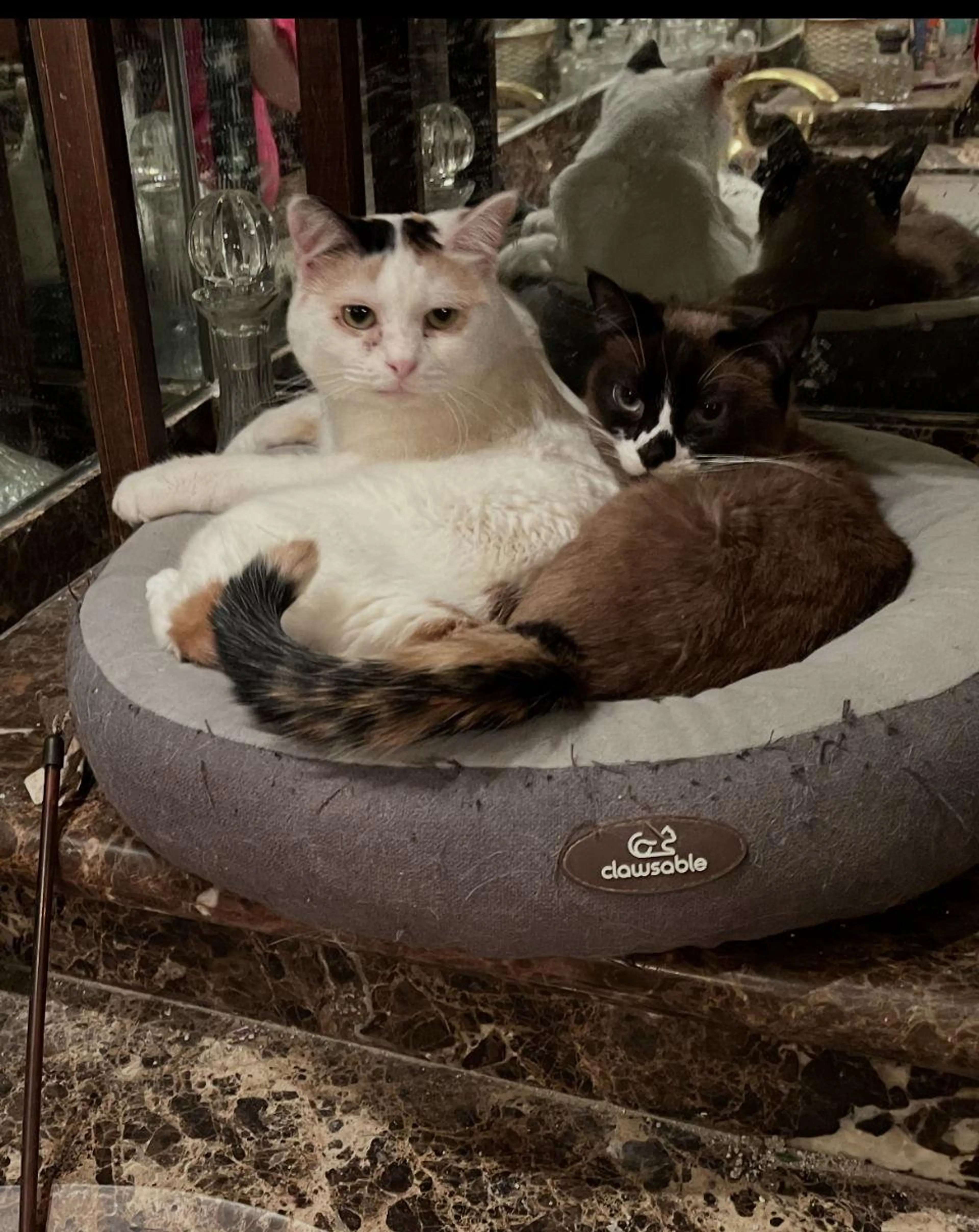 Found pet-2