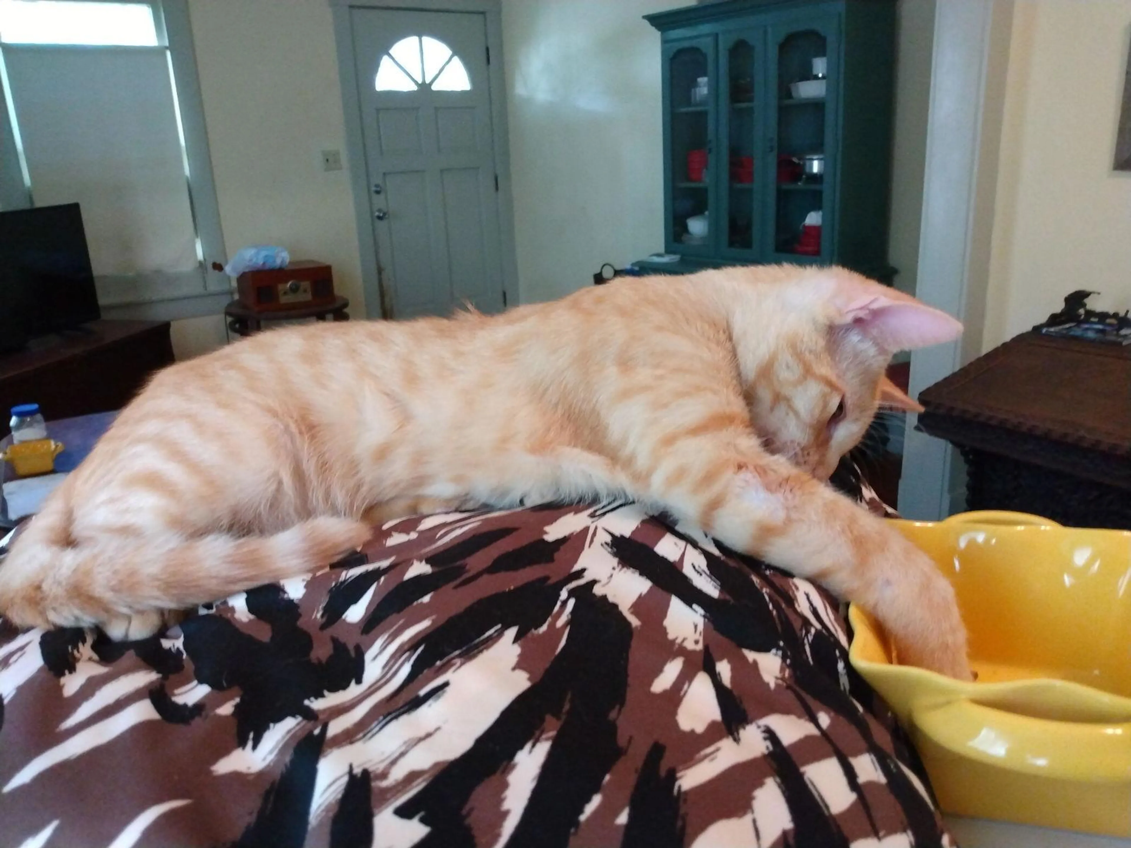 Found pet-1