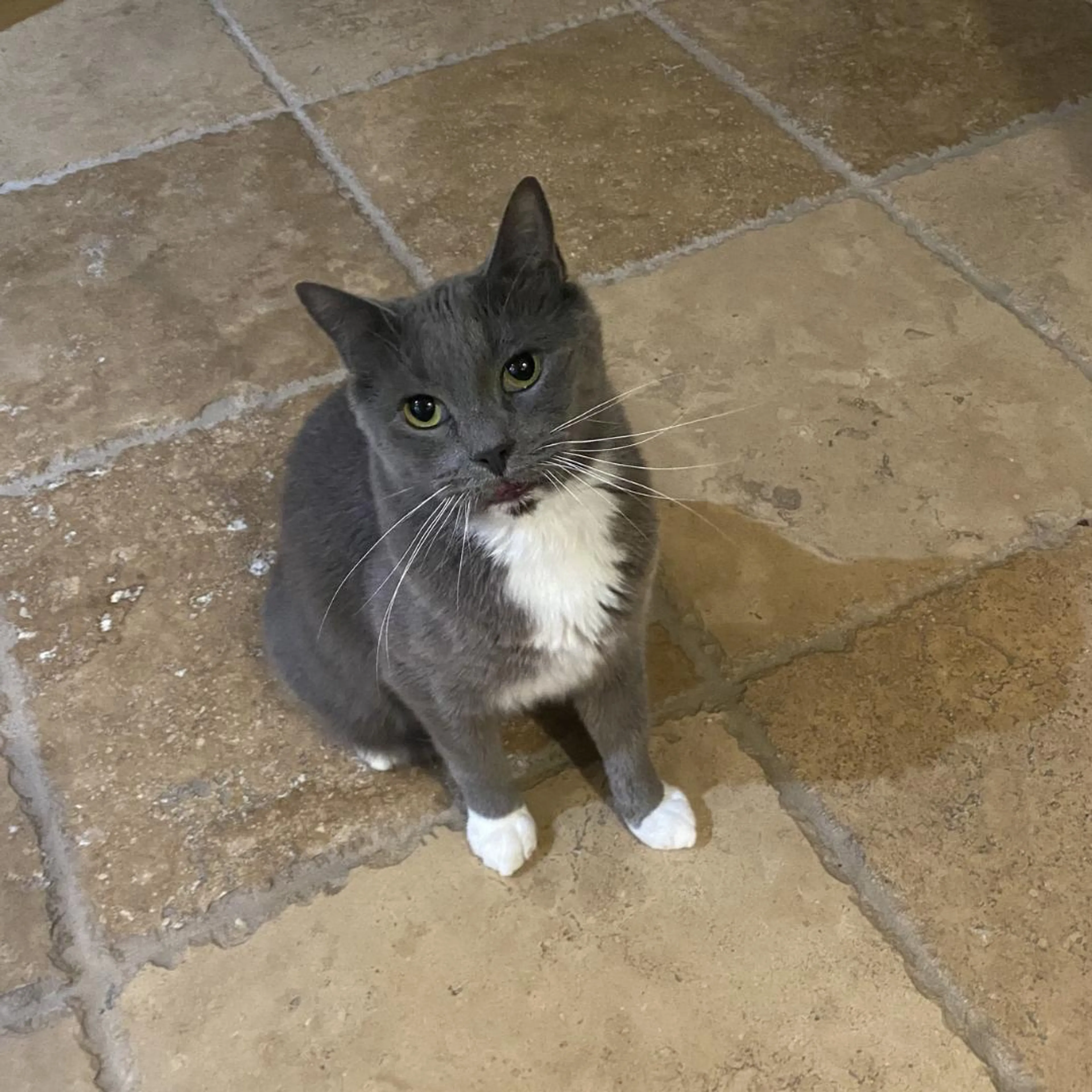 Found pet-4