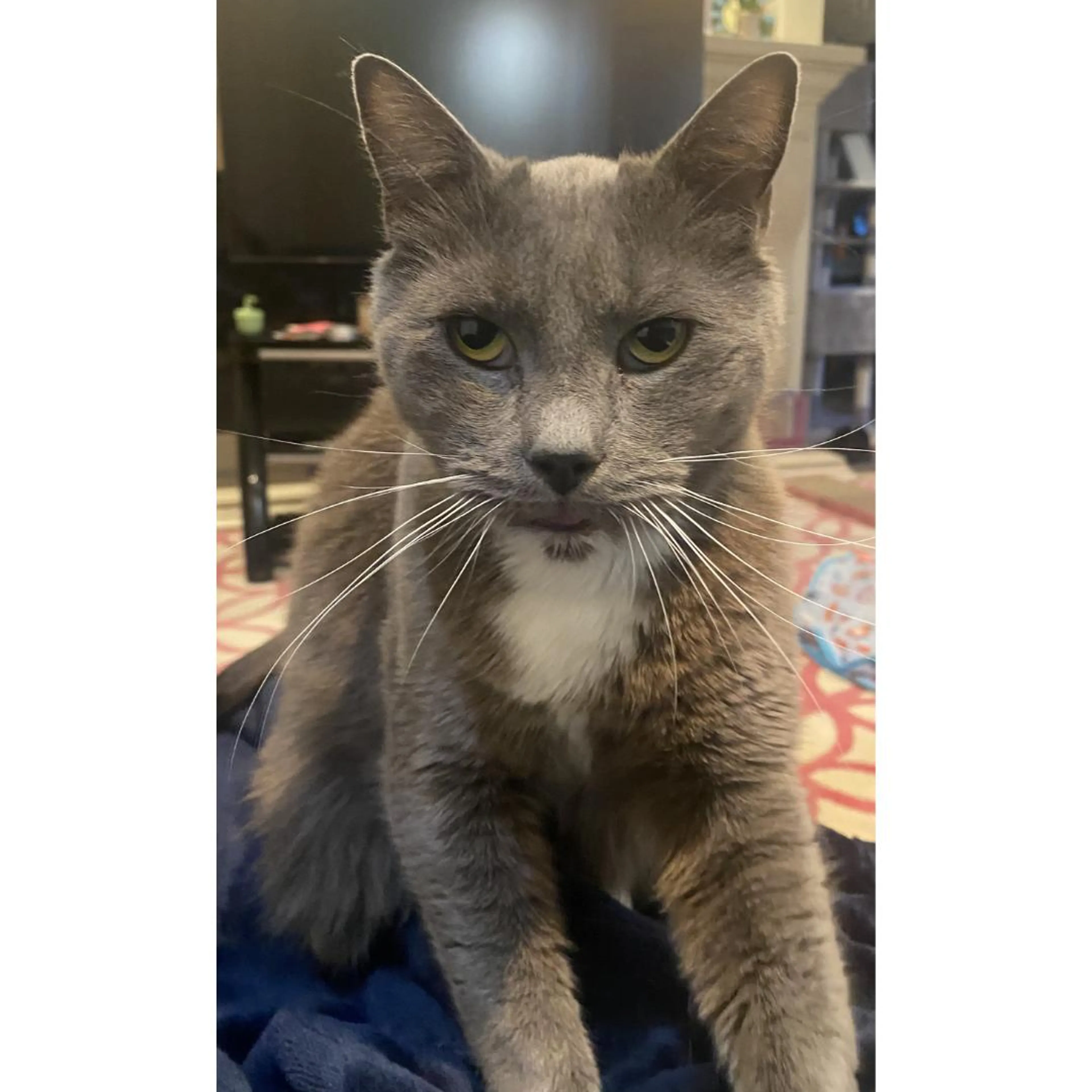 Found pet-3
