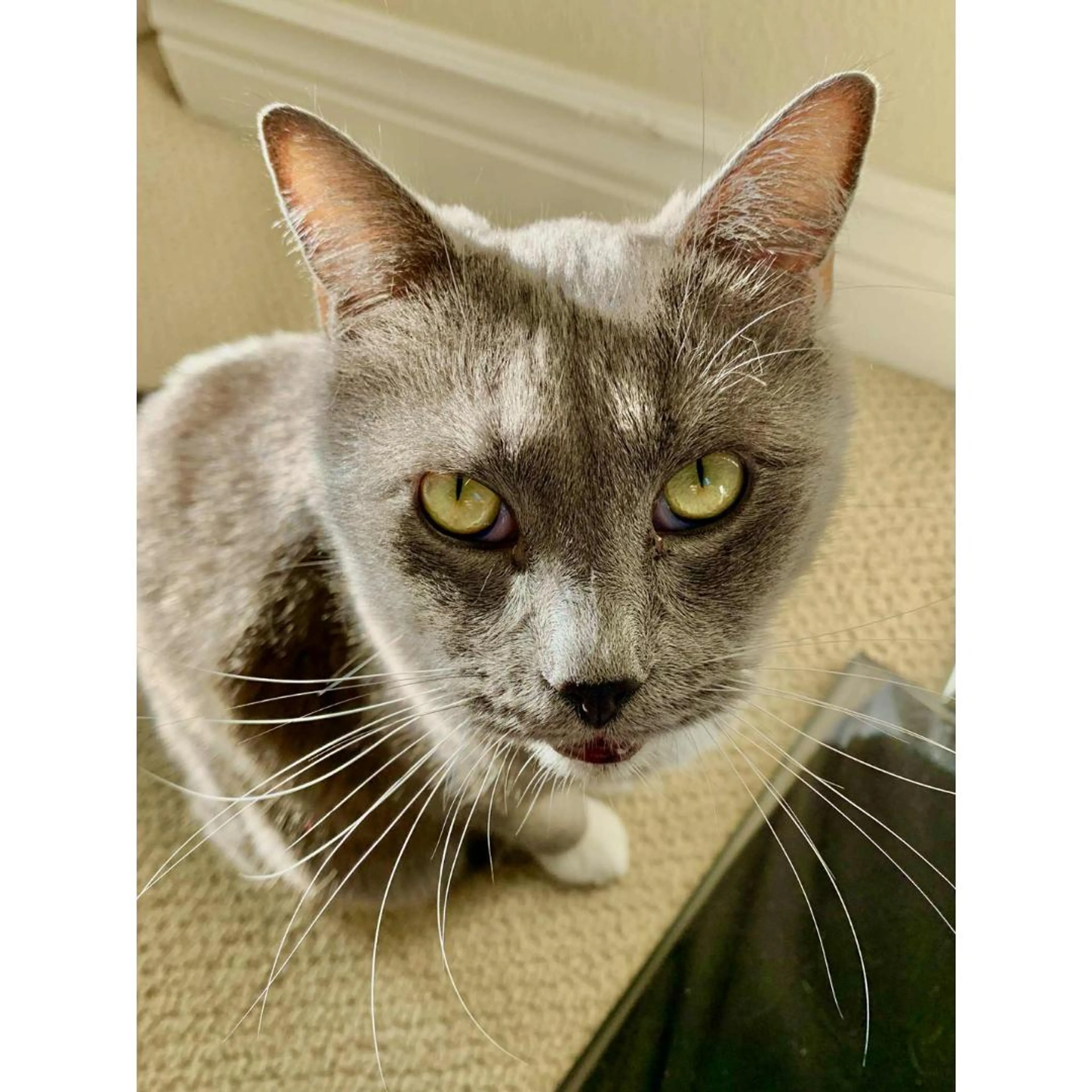 Found pet-2