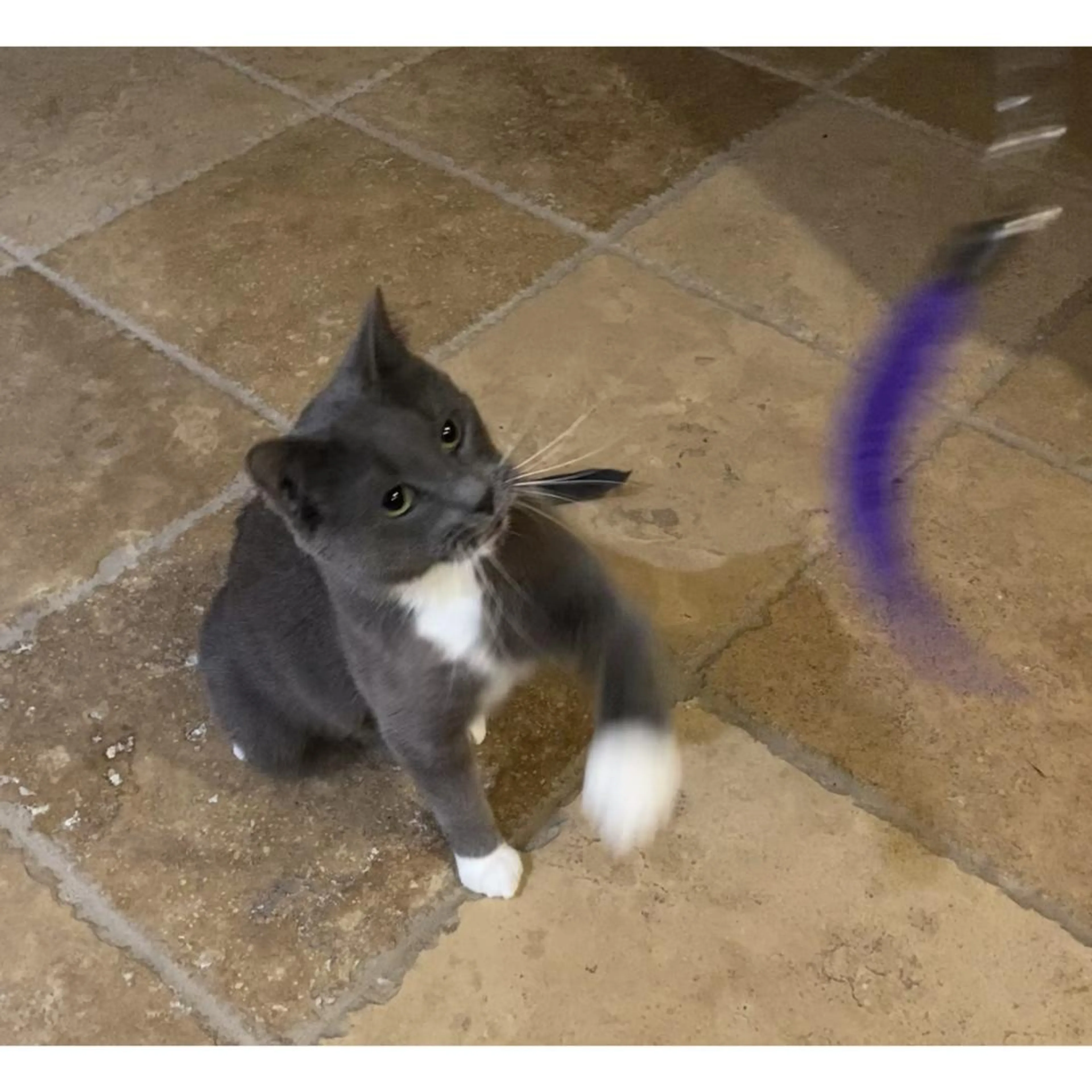 Found pet-1