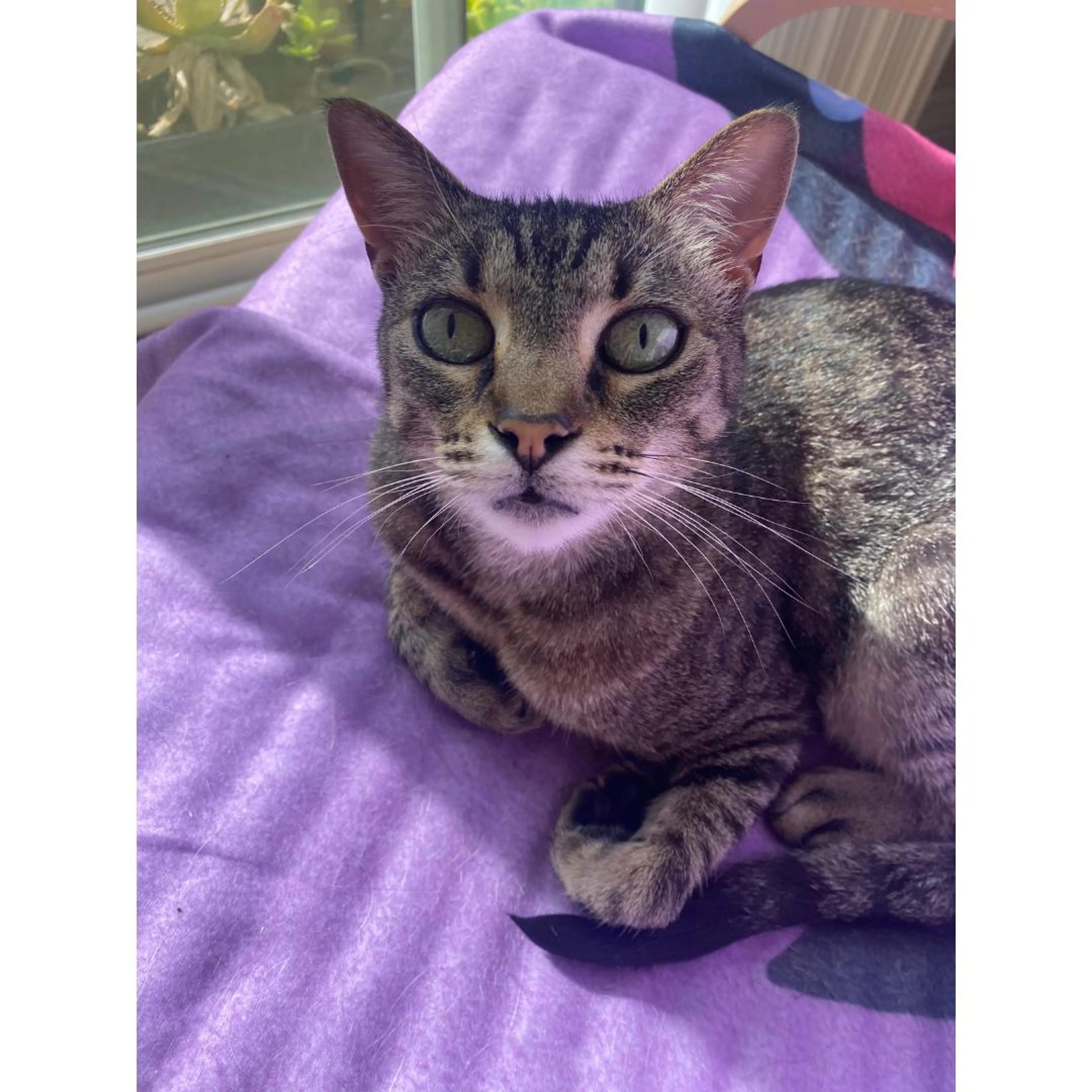 Found pet-5