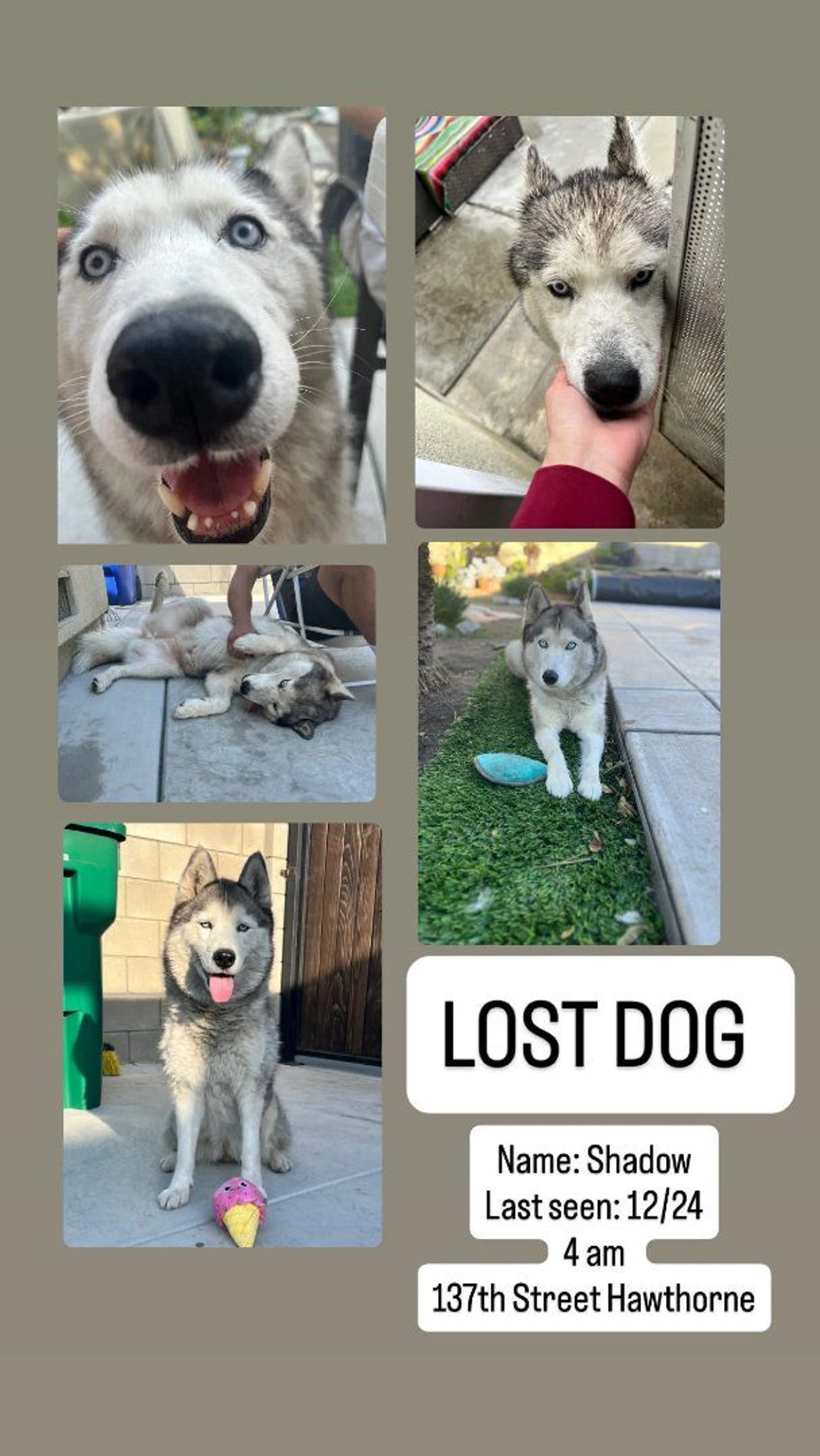 Lost pet-1