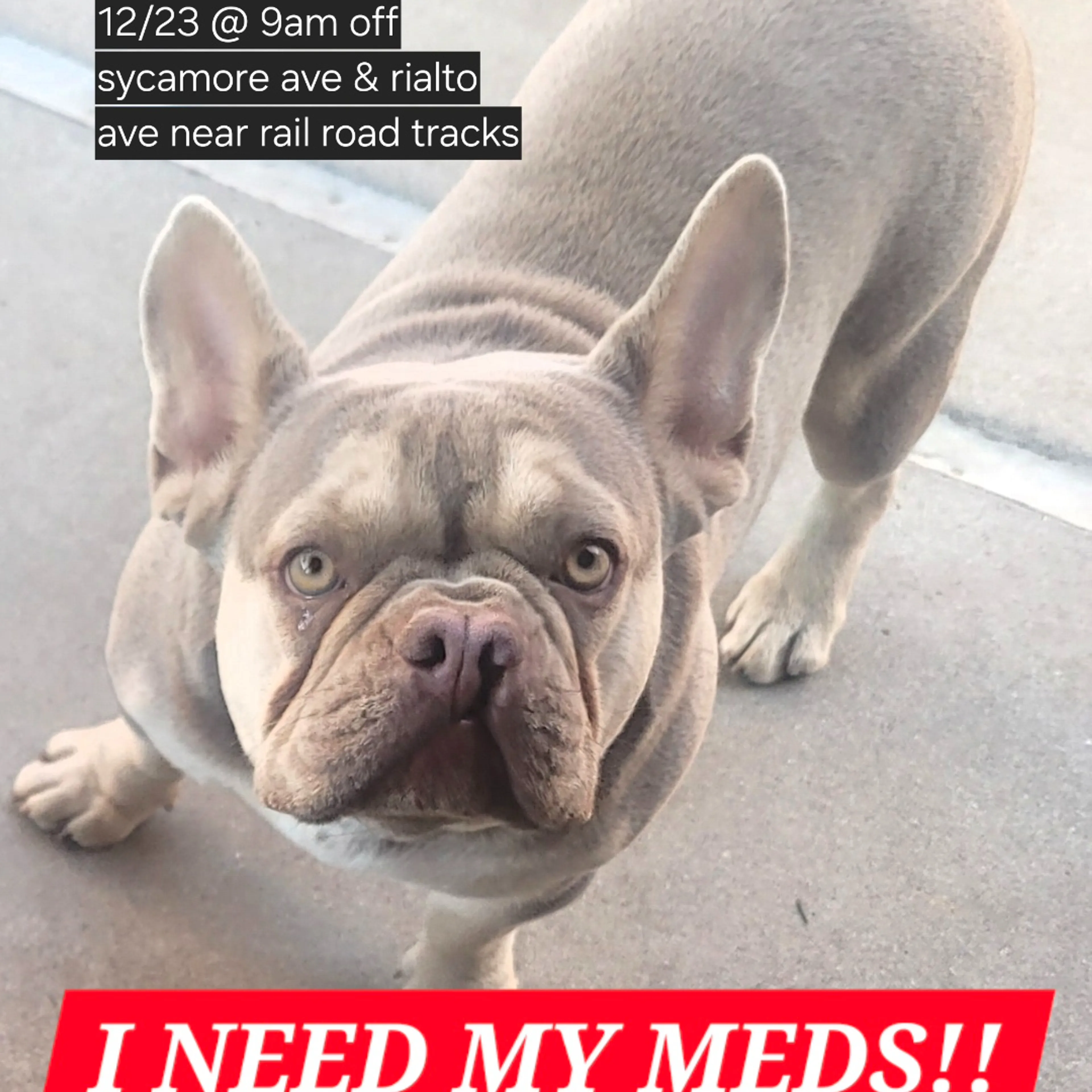 Lost pet-2