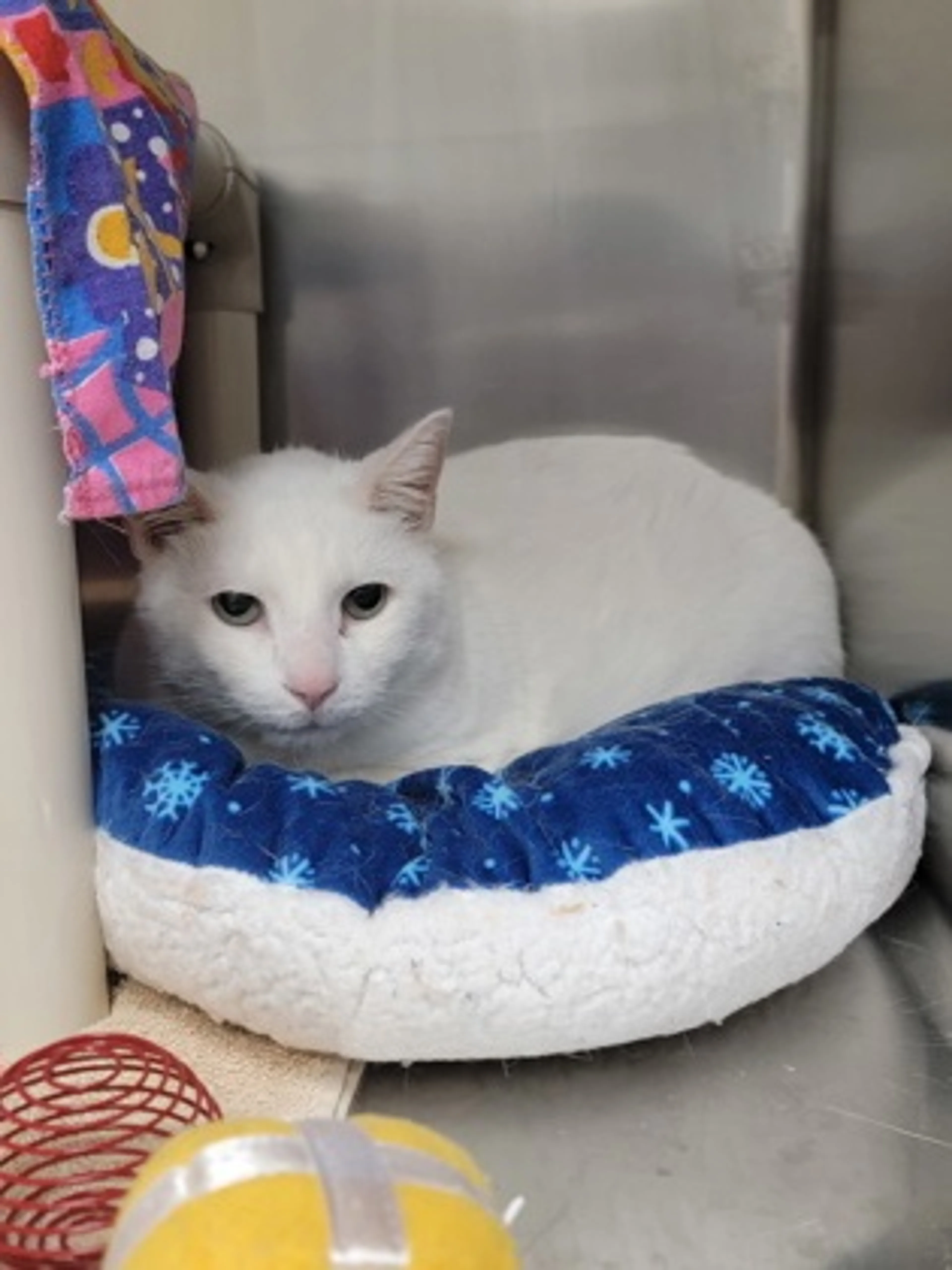 Found pet-1