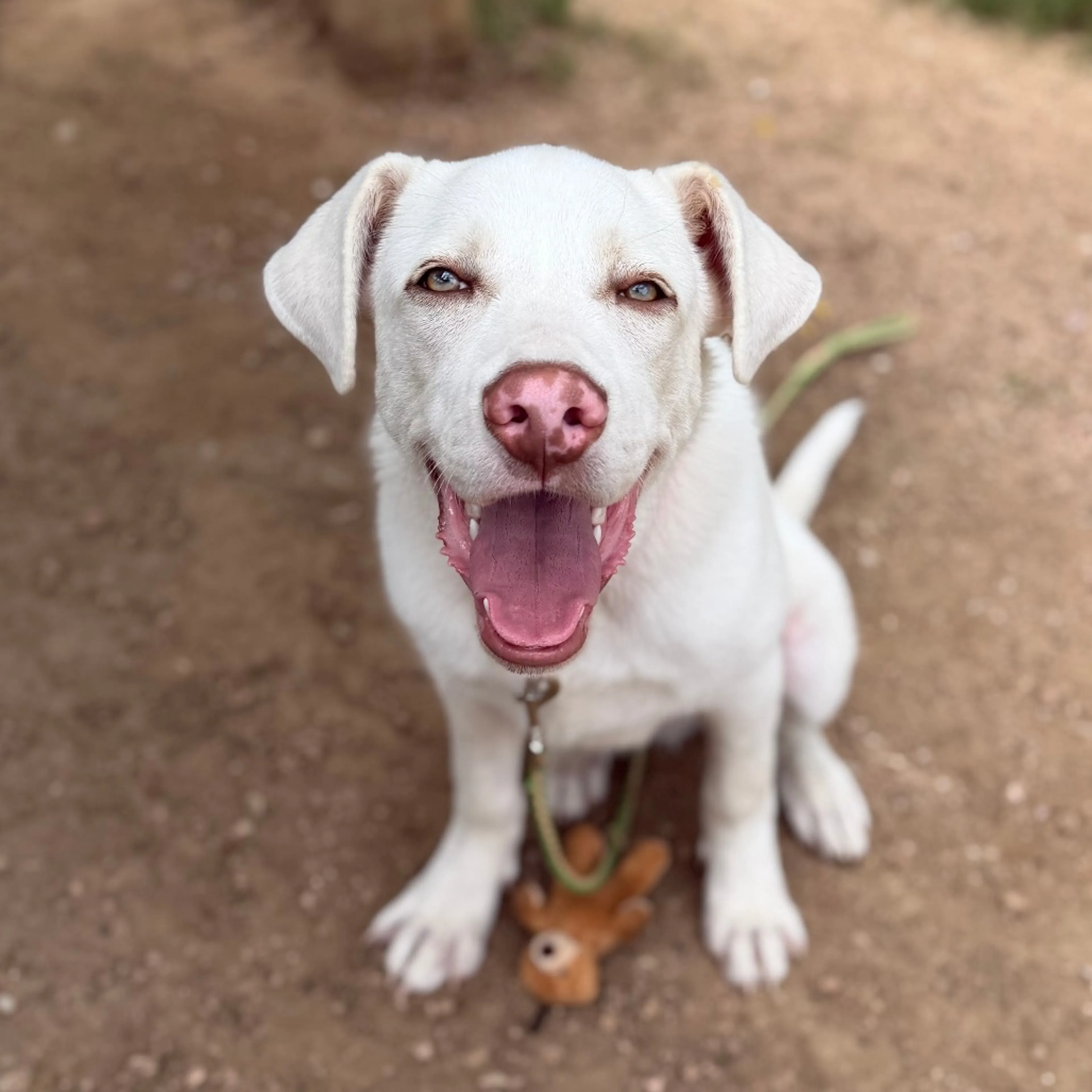 Found pet-8