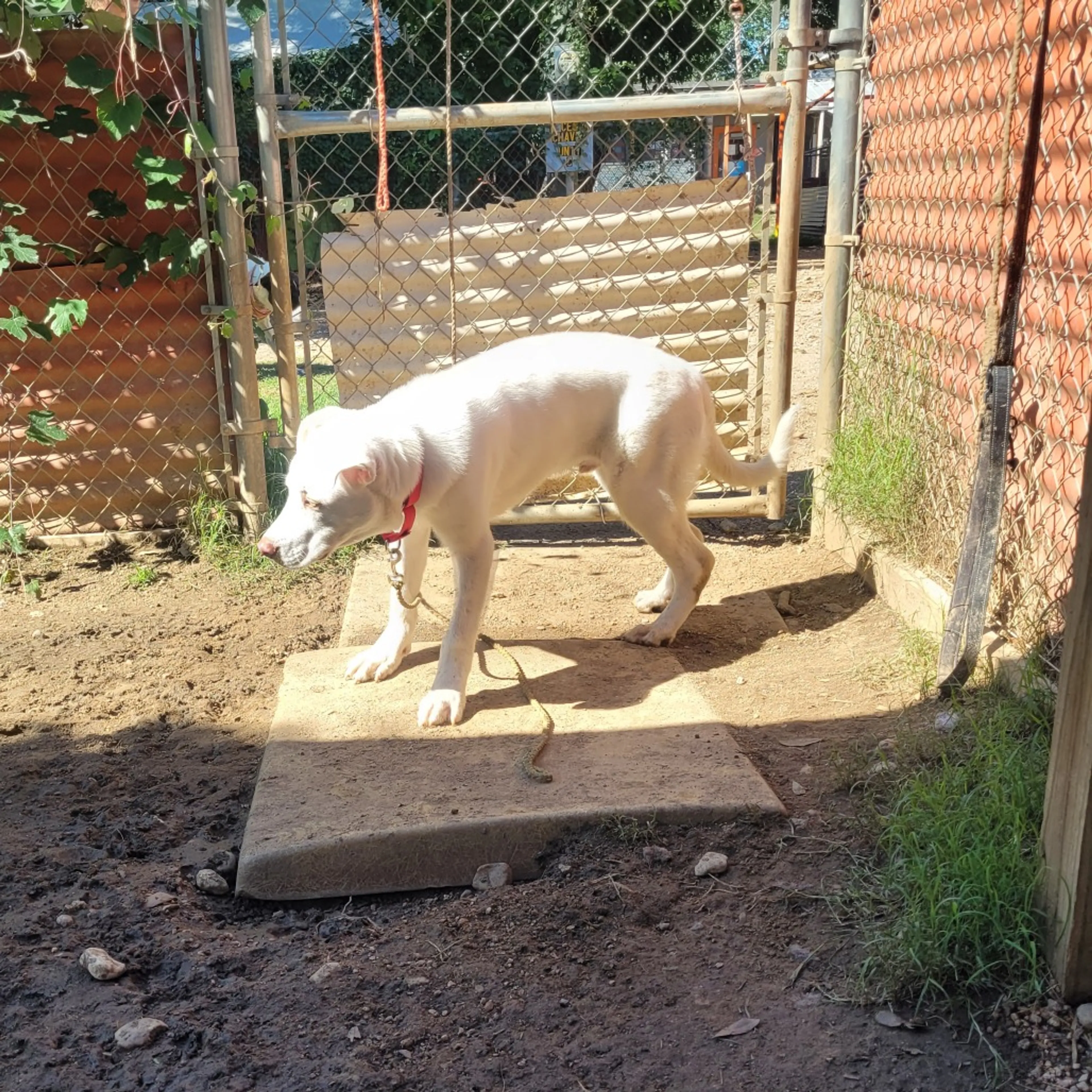 Found pet-3