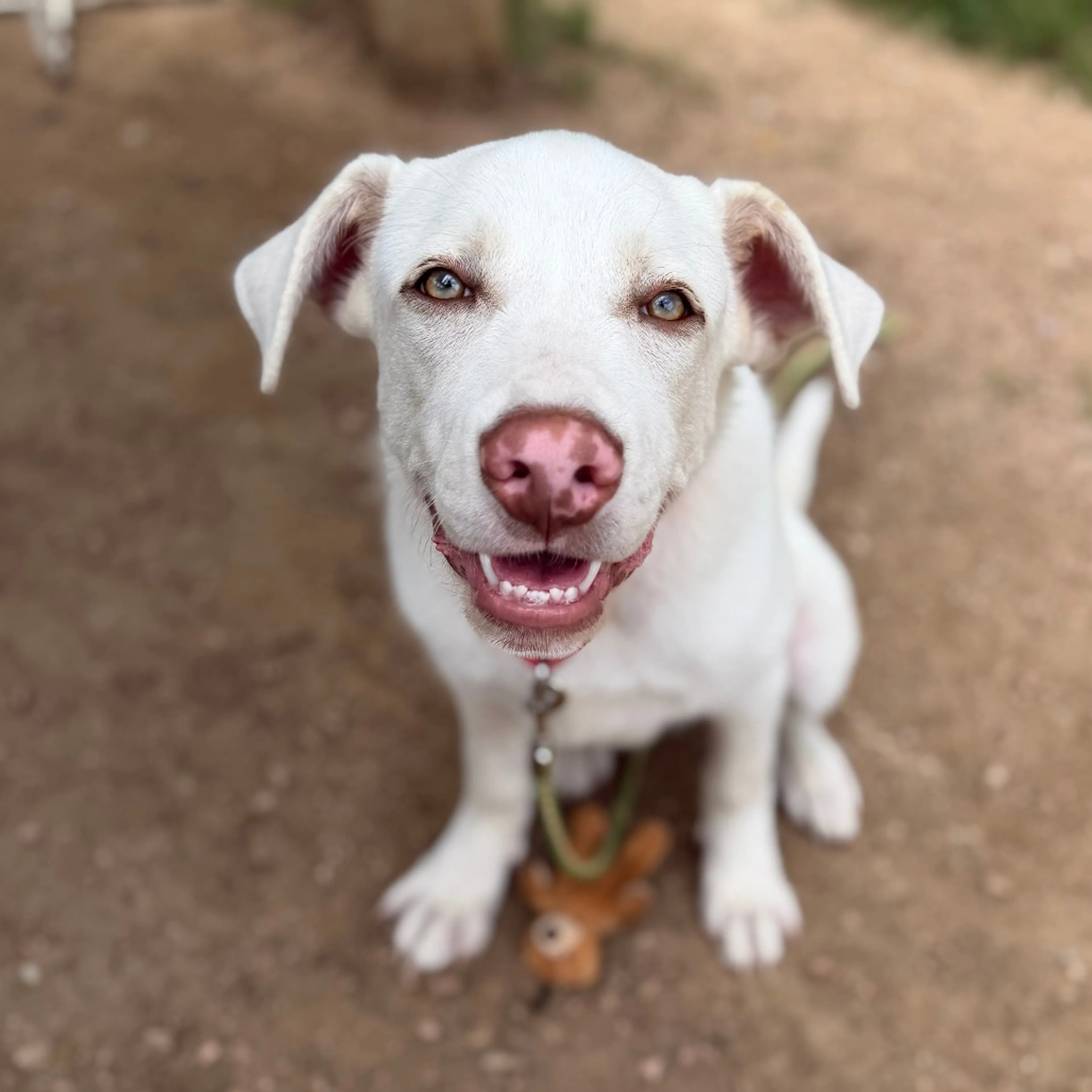 Found pet-9