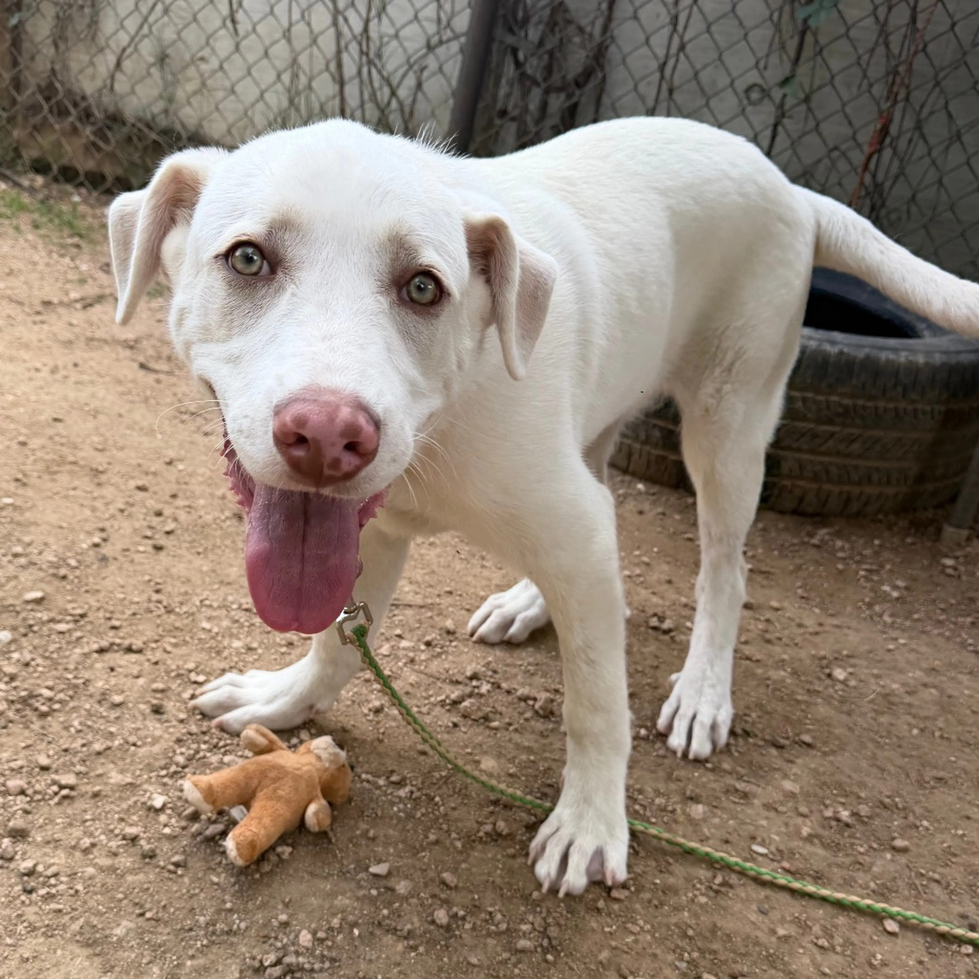 Found pet-5