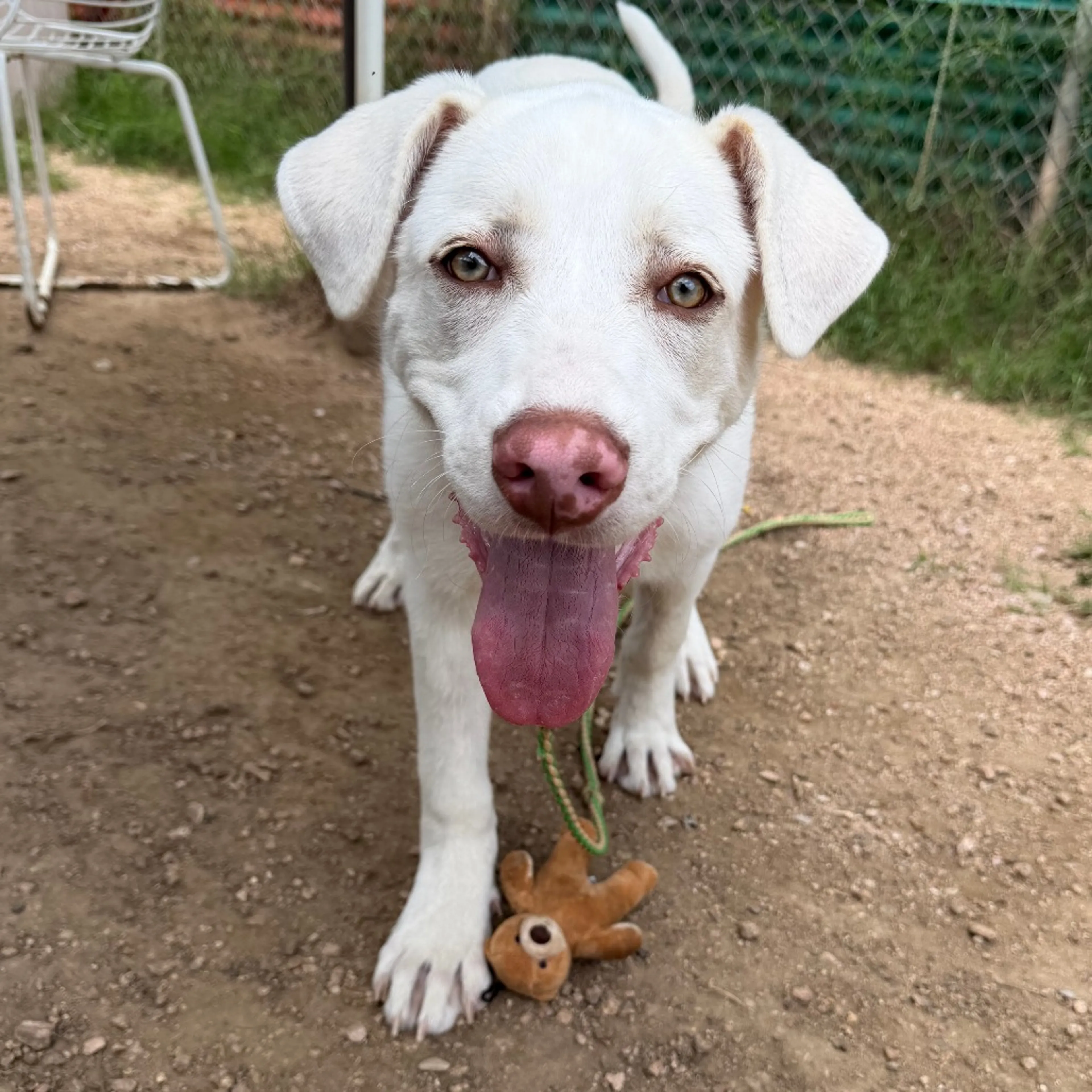 Found pet-6