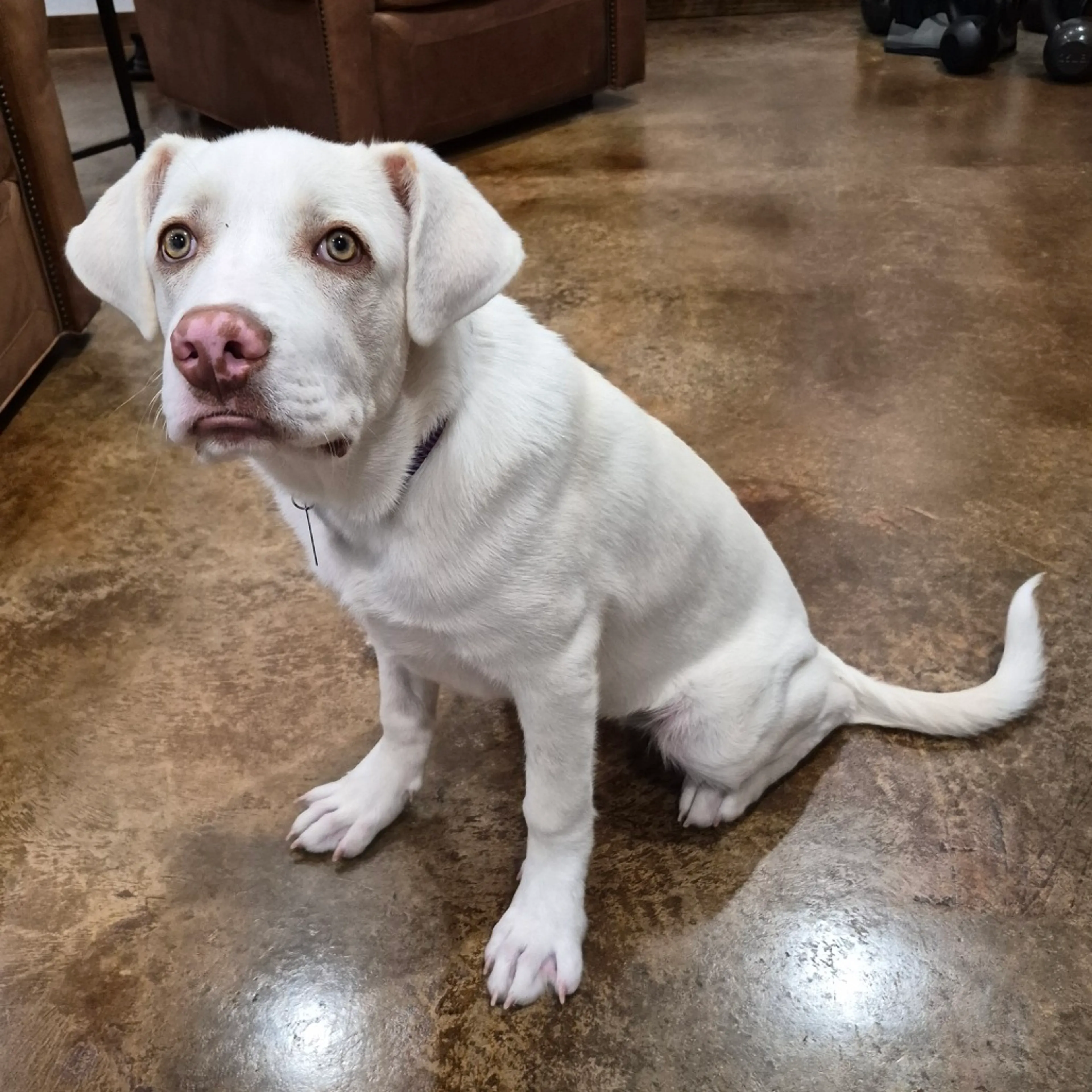 Found pet-2