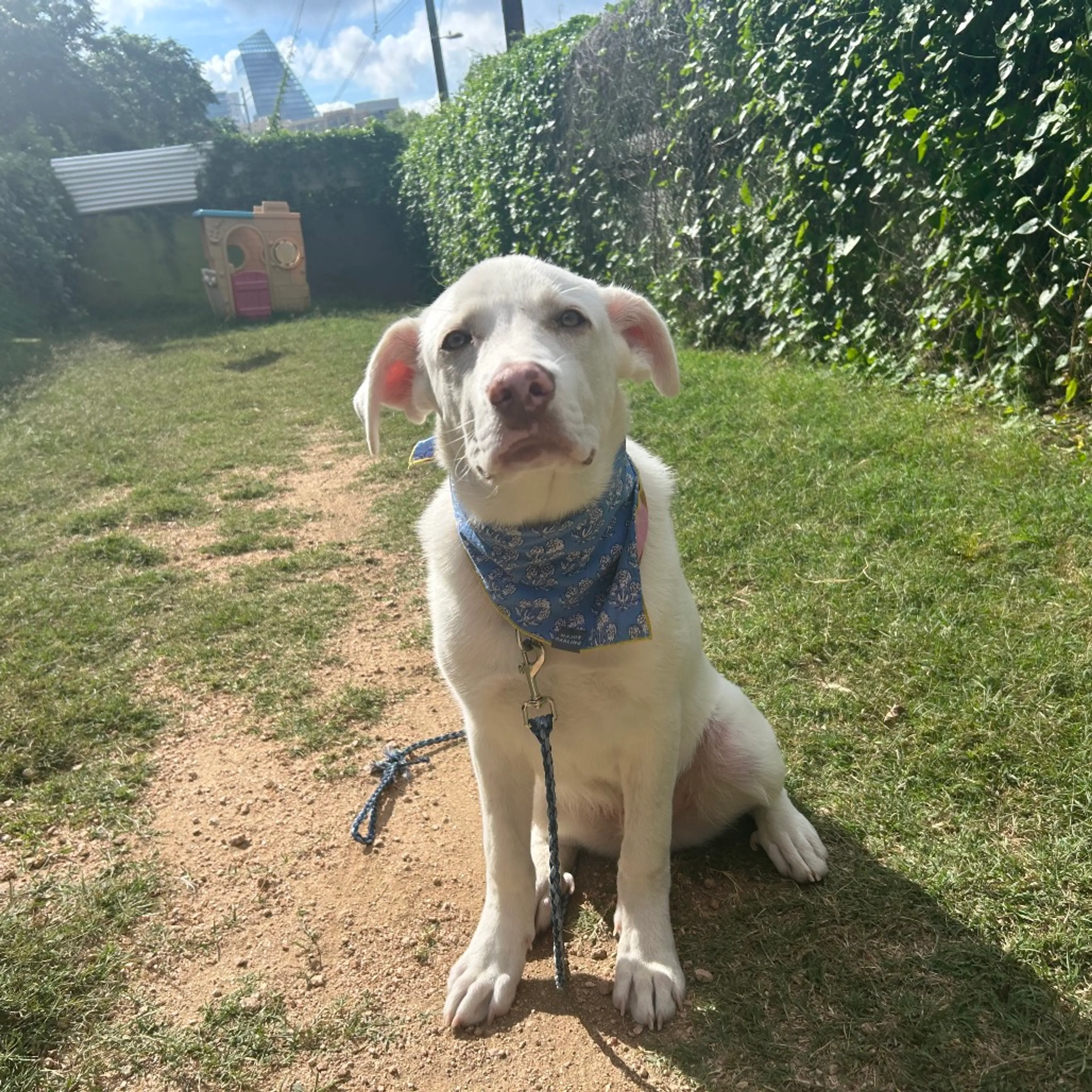 Found pet-10