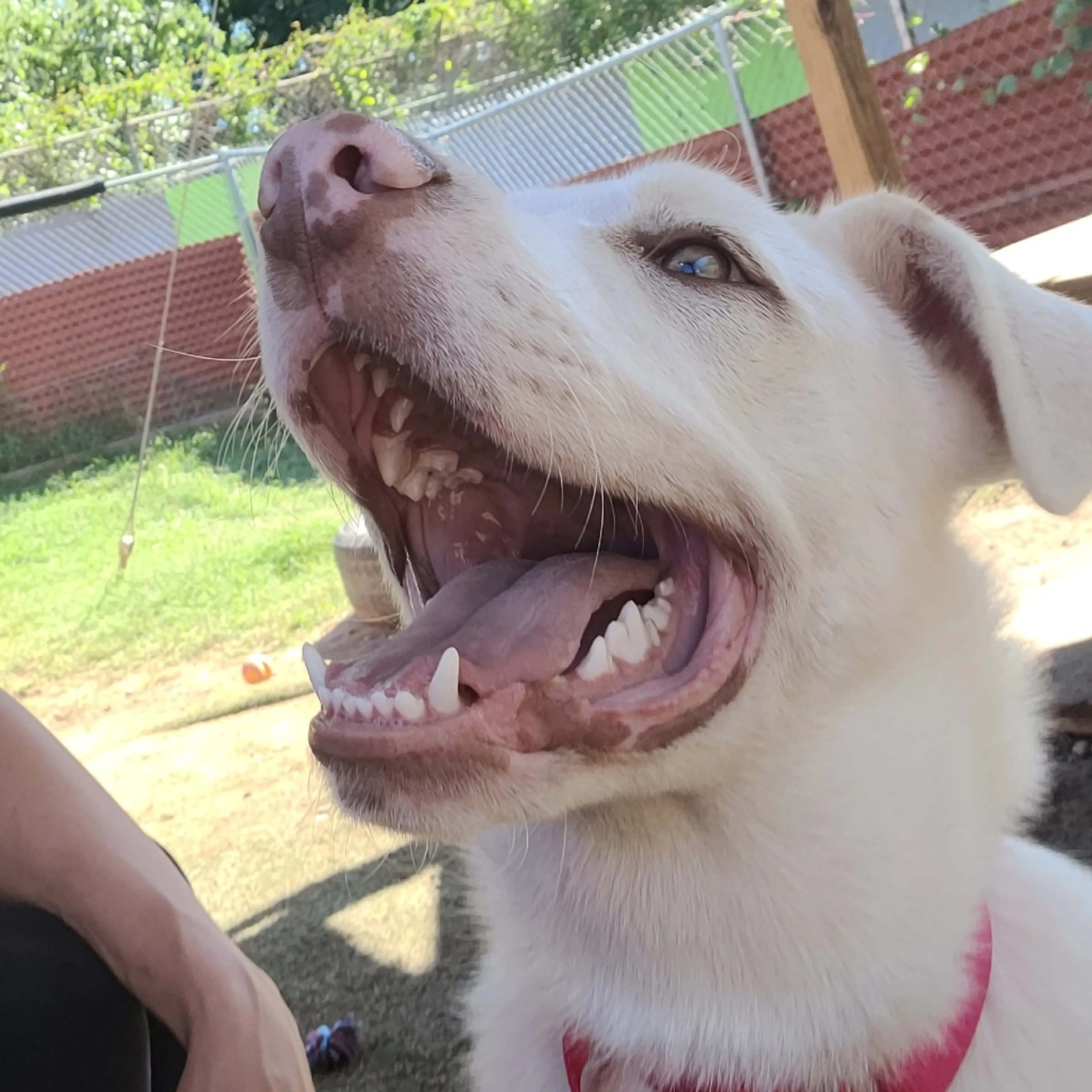 Found pet-4