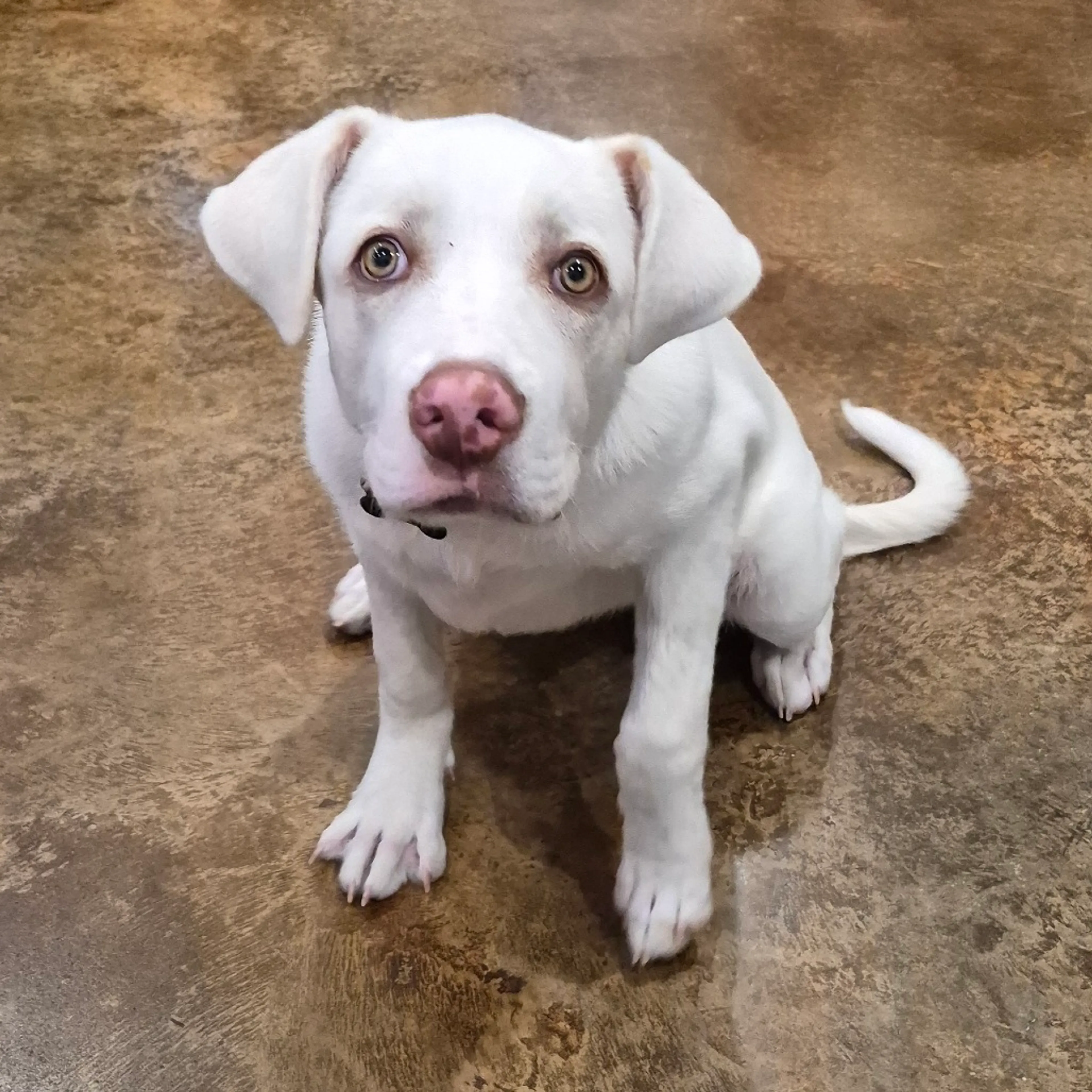 Found pet-1