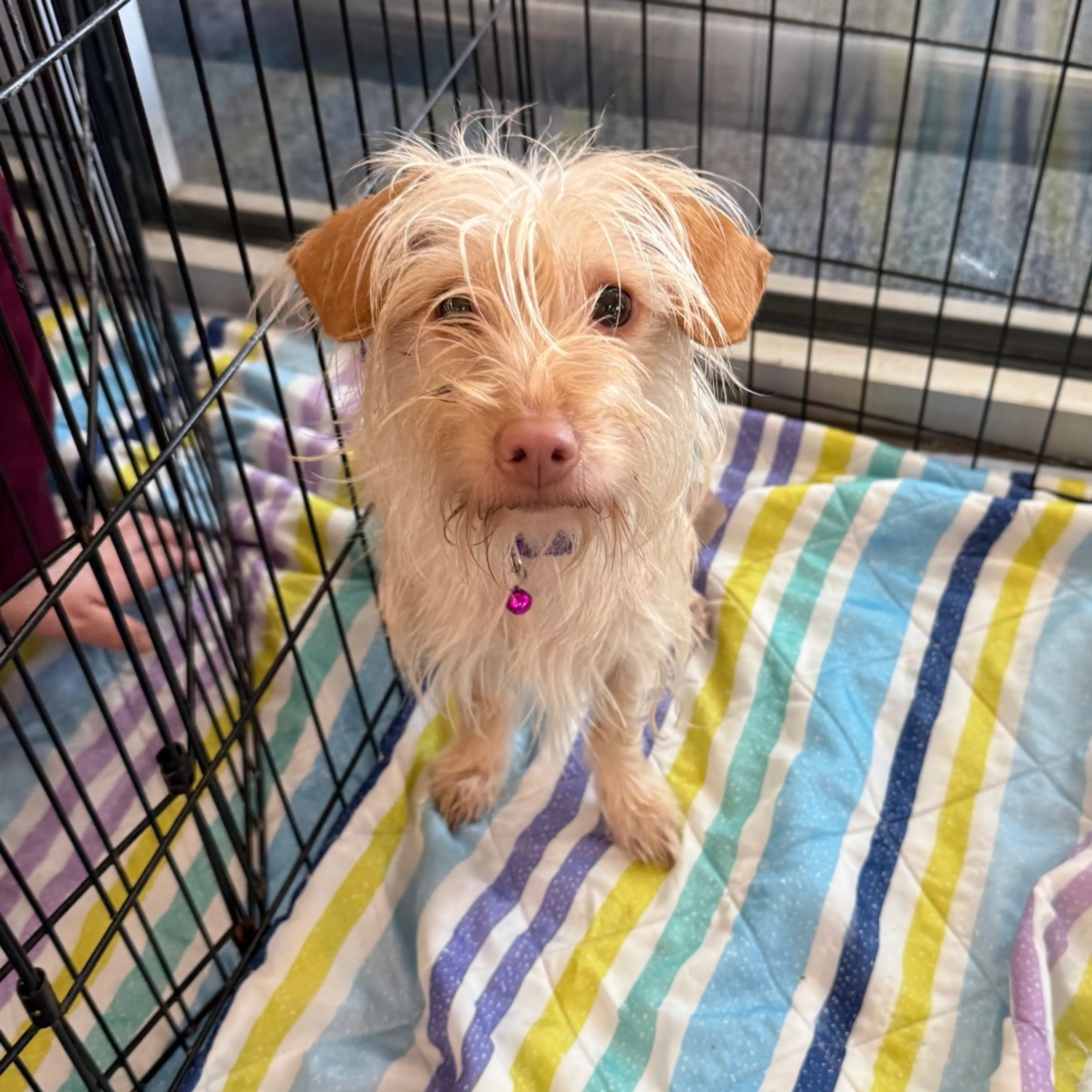 Found pet-1
