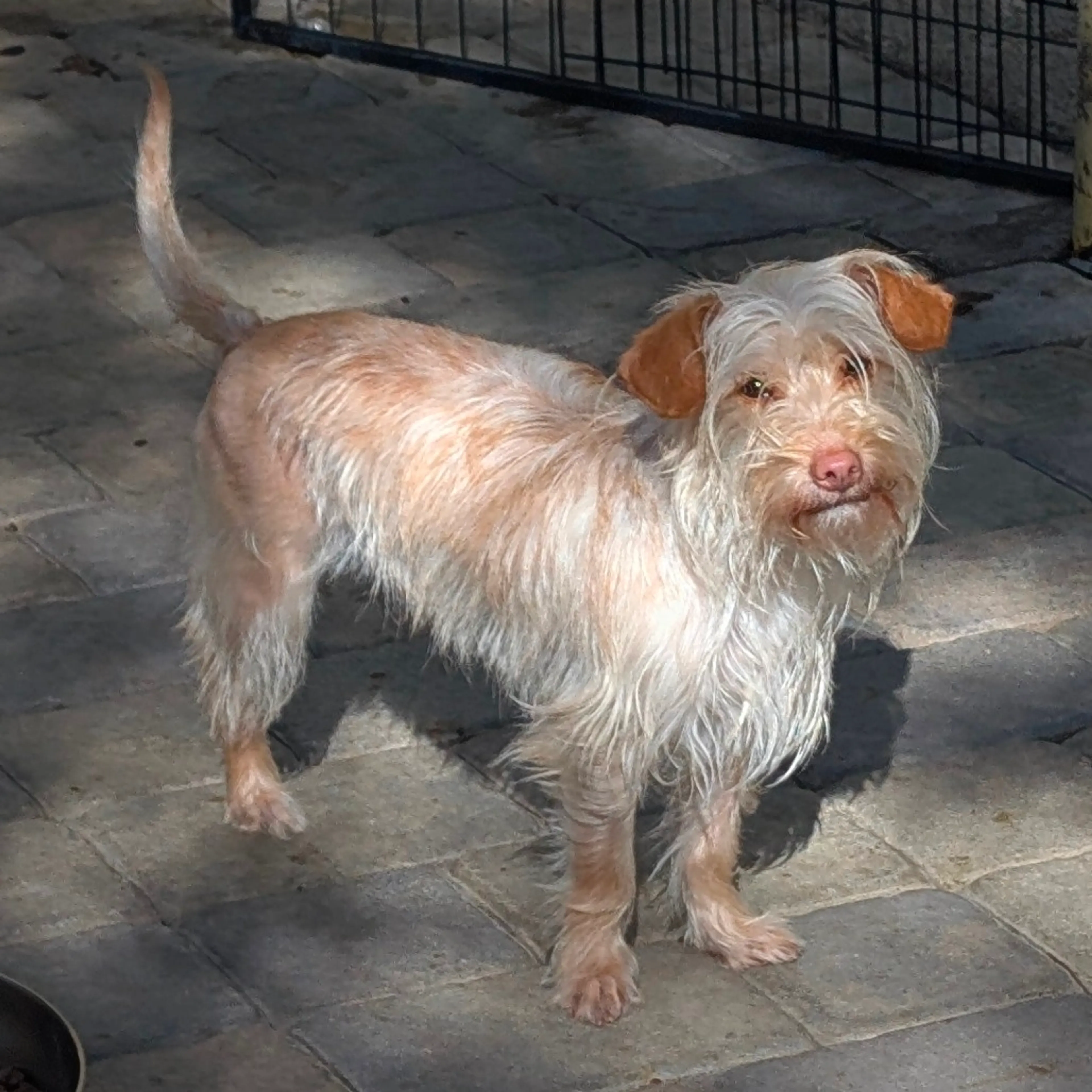Found pet-2