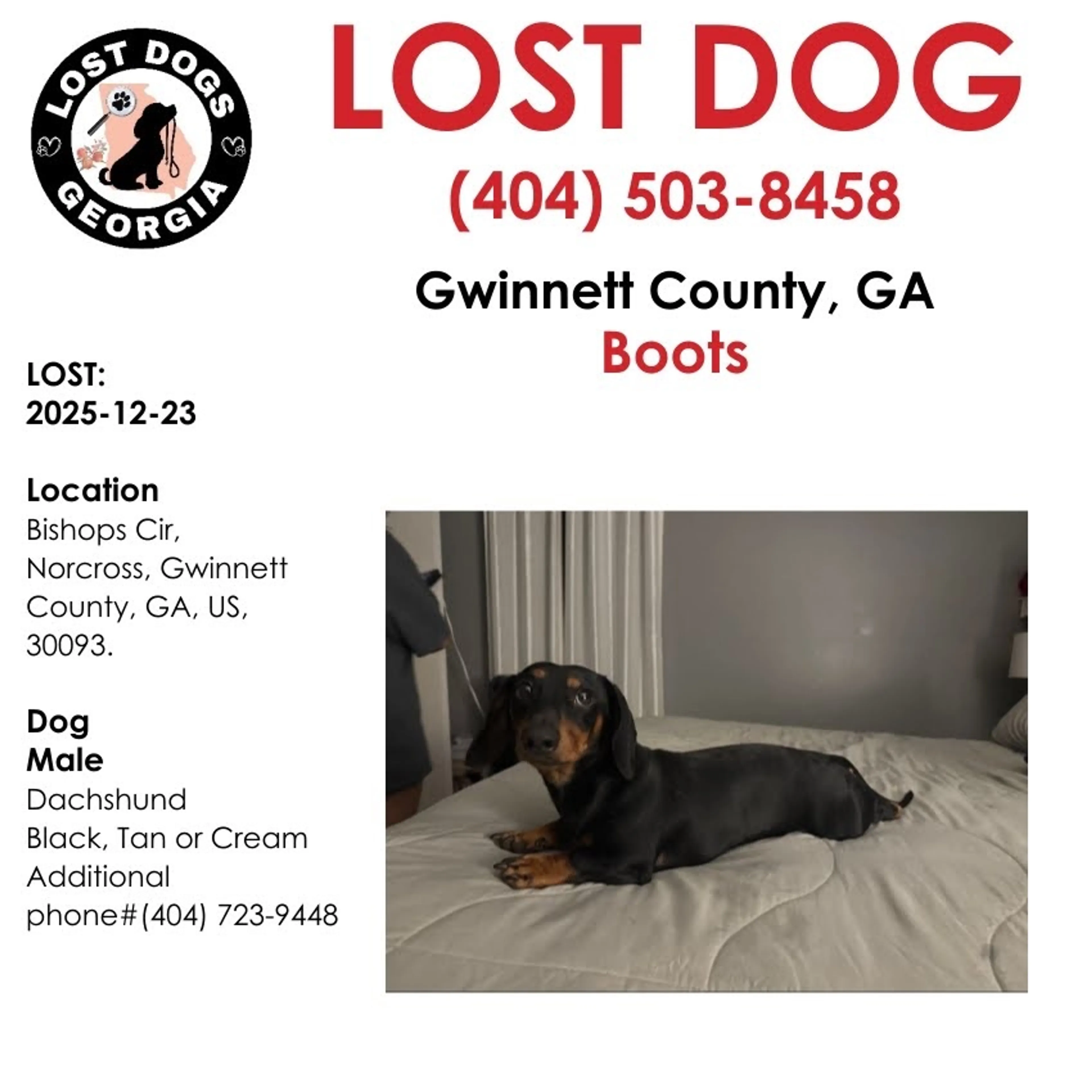 Lost pet