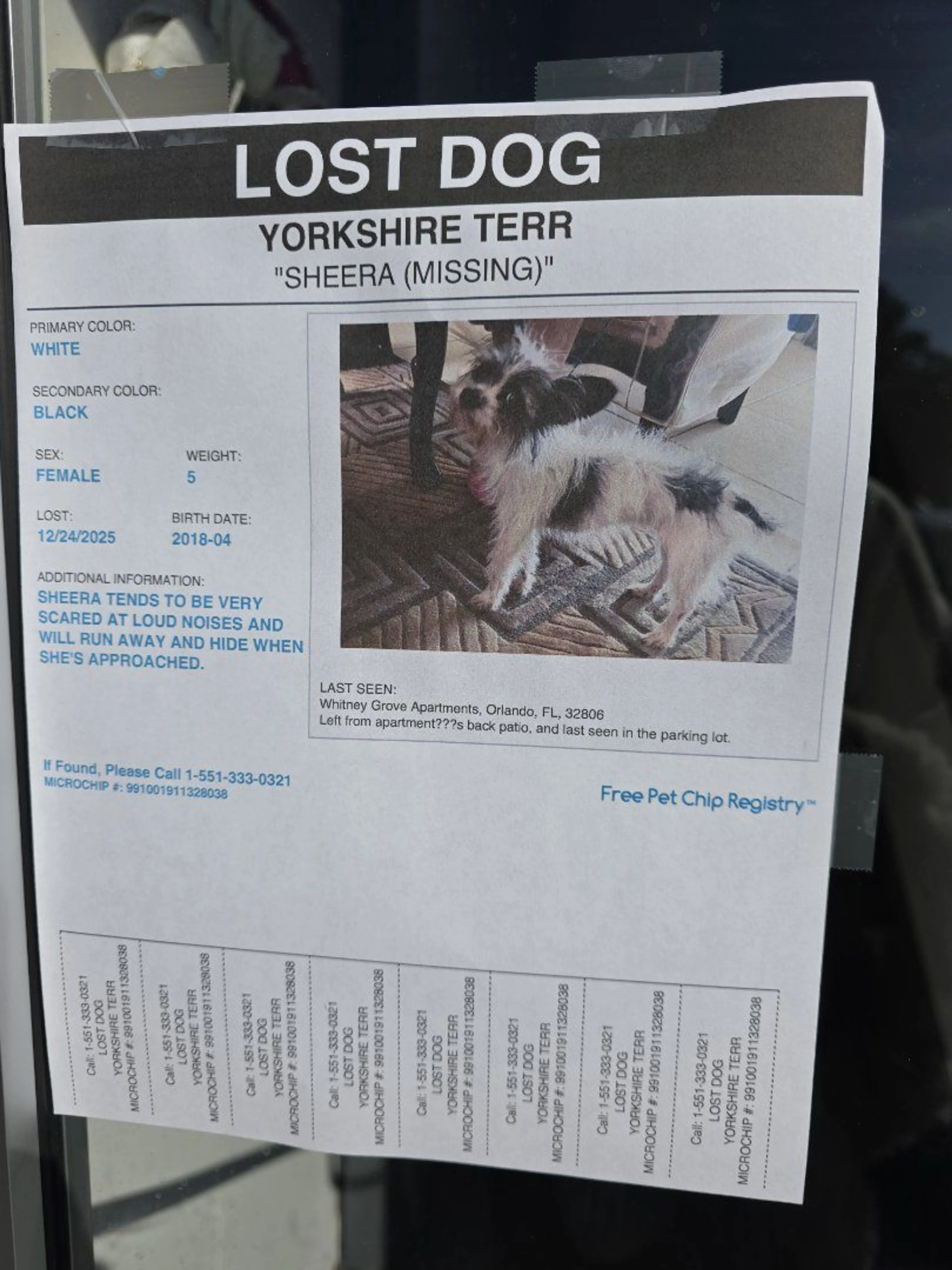 Lost pet-0