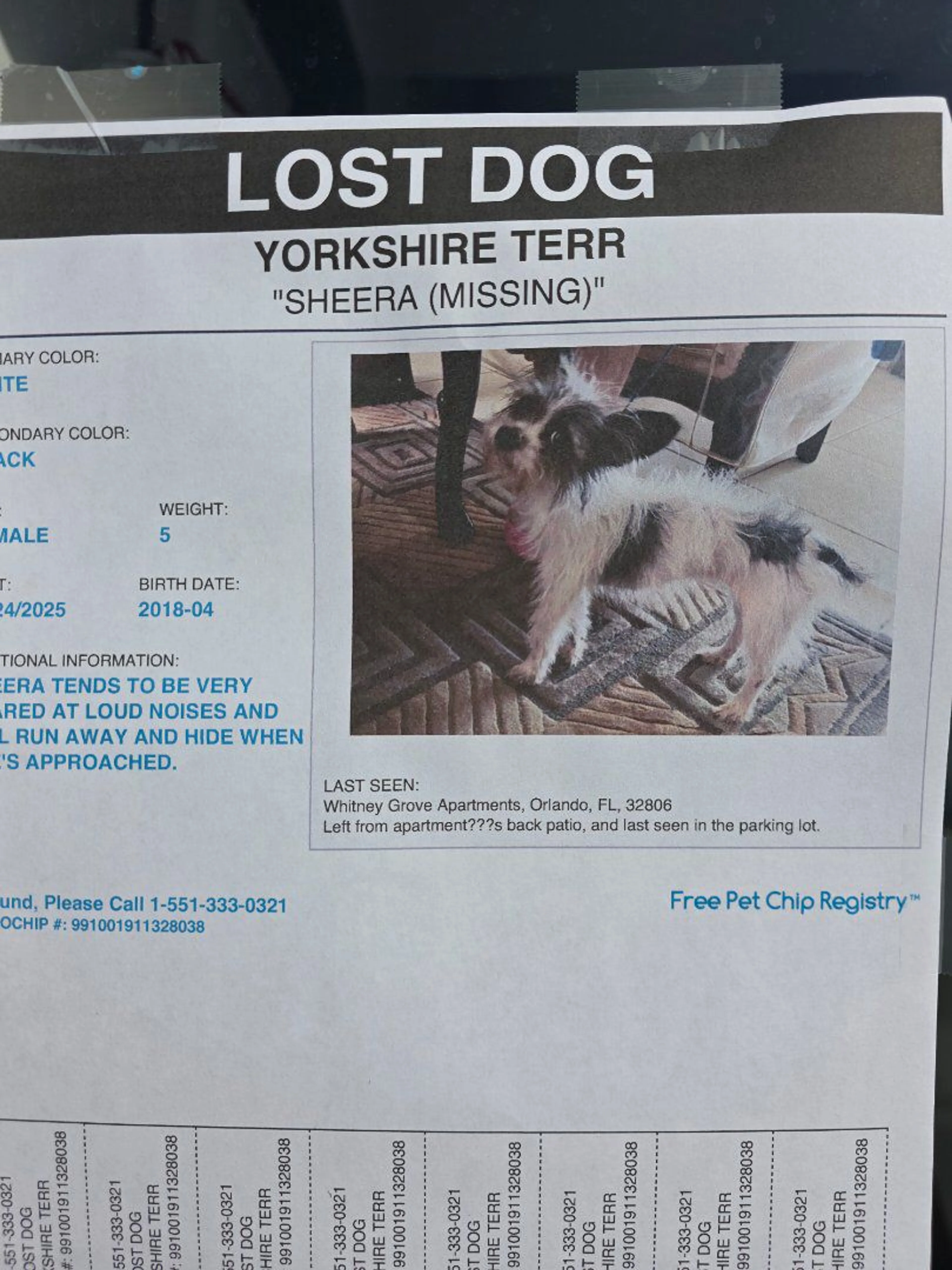 Lost pet-3