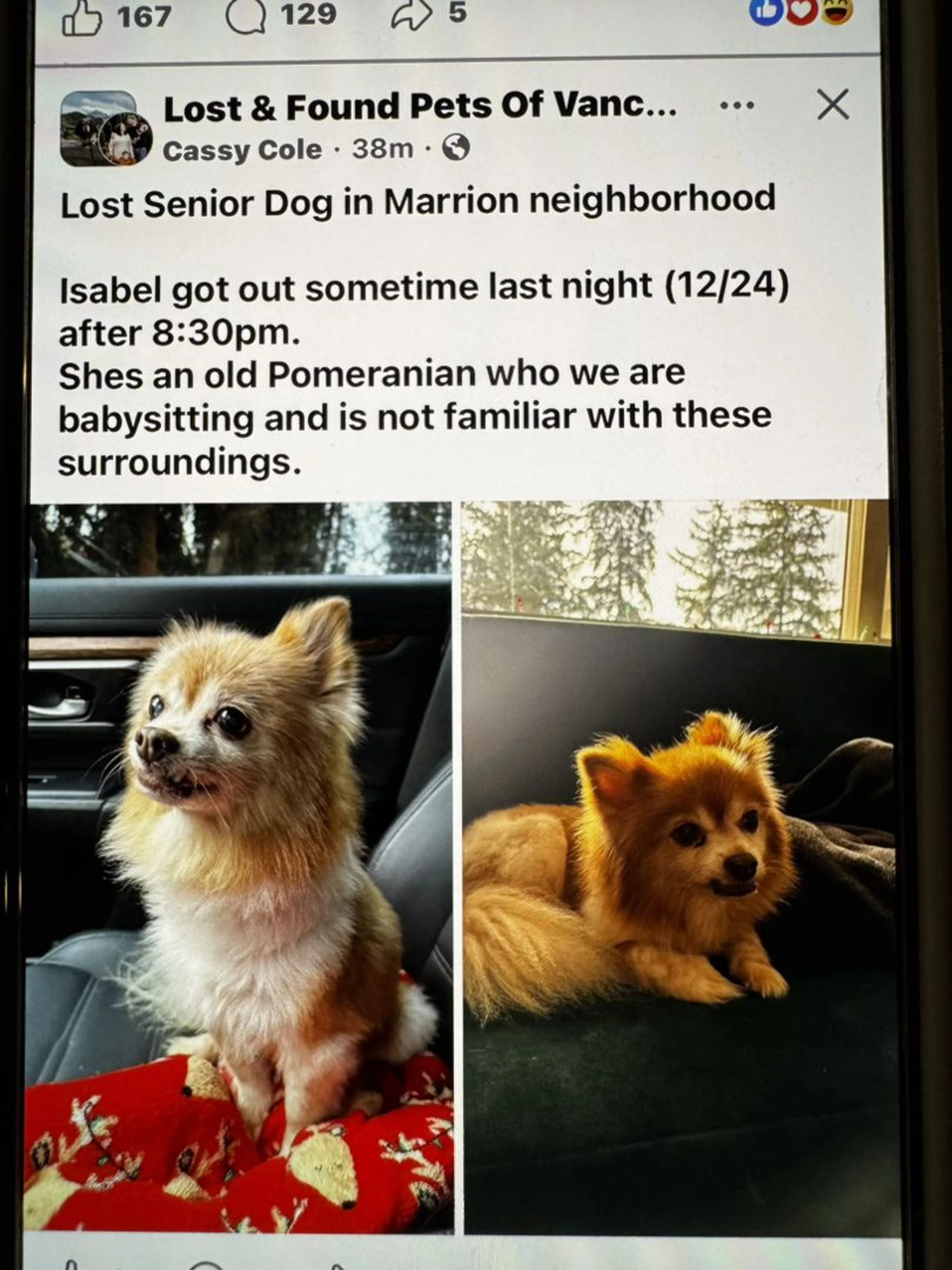 Lost pet