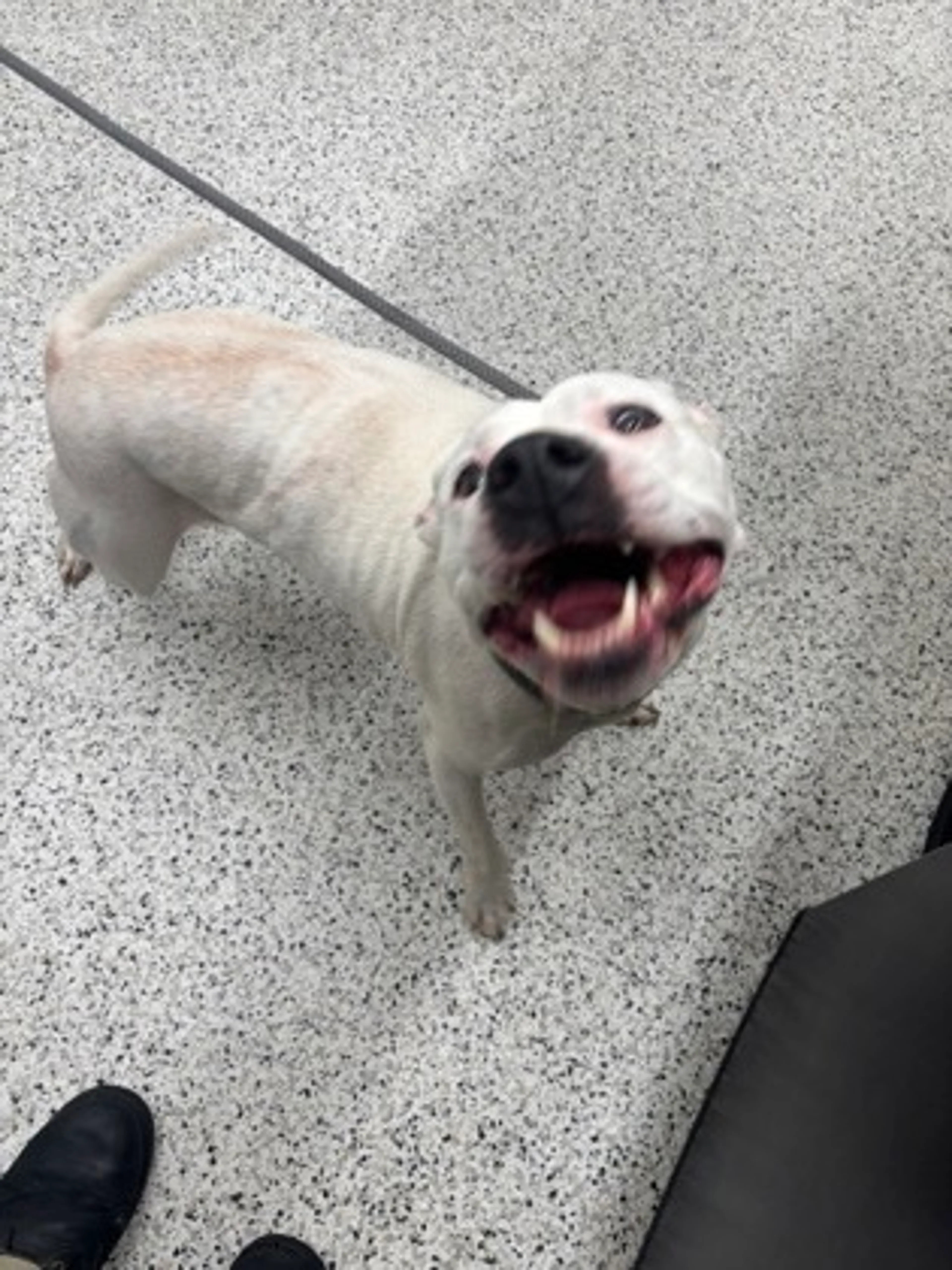 Found pet