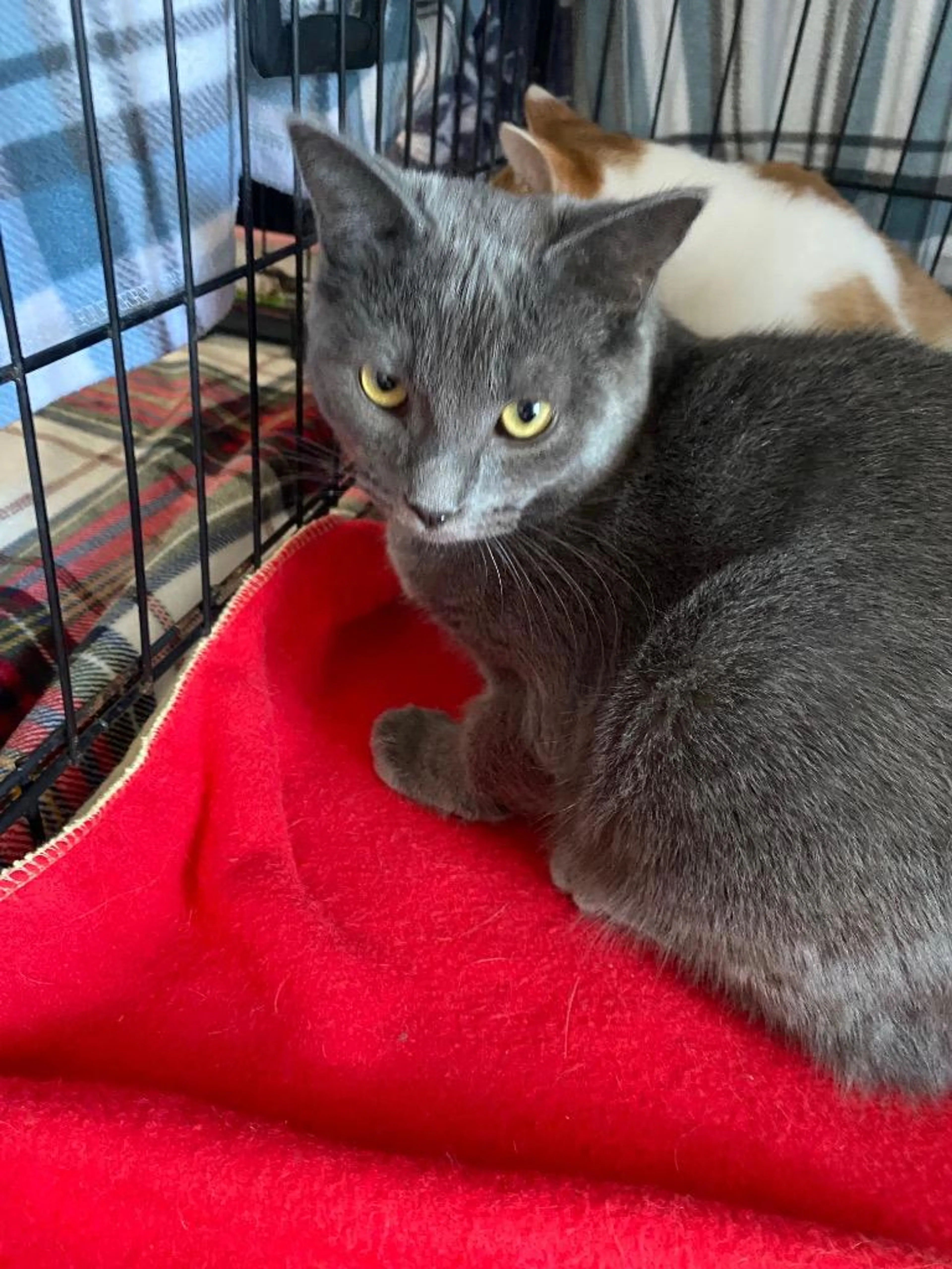 Found pet