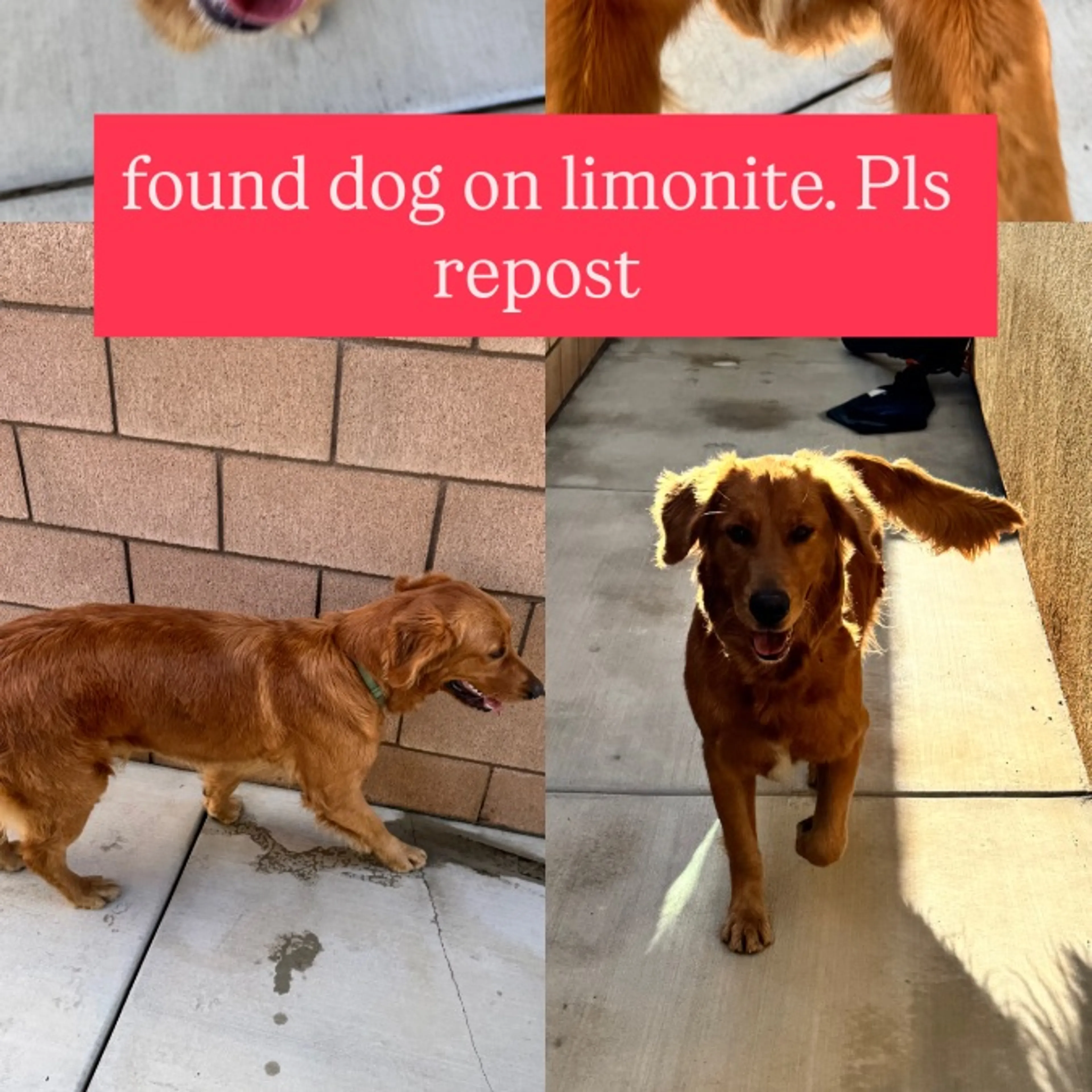 Found pet