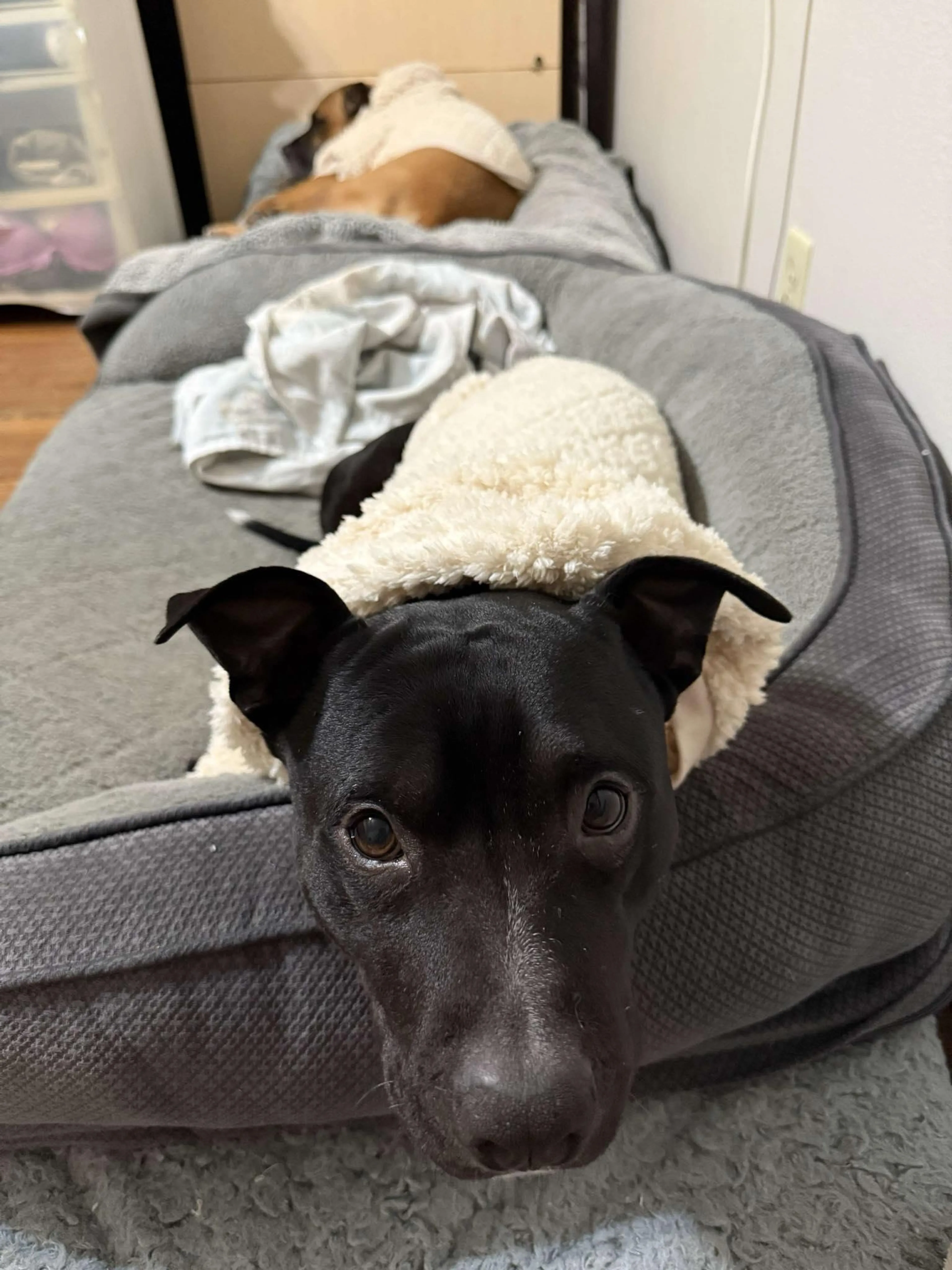 Found pet-1