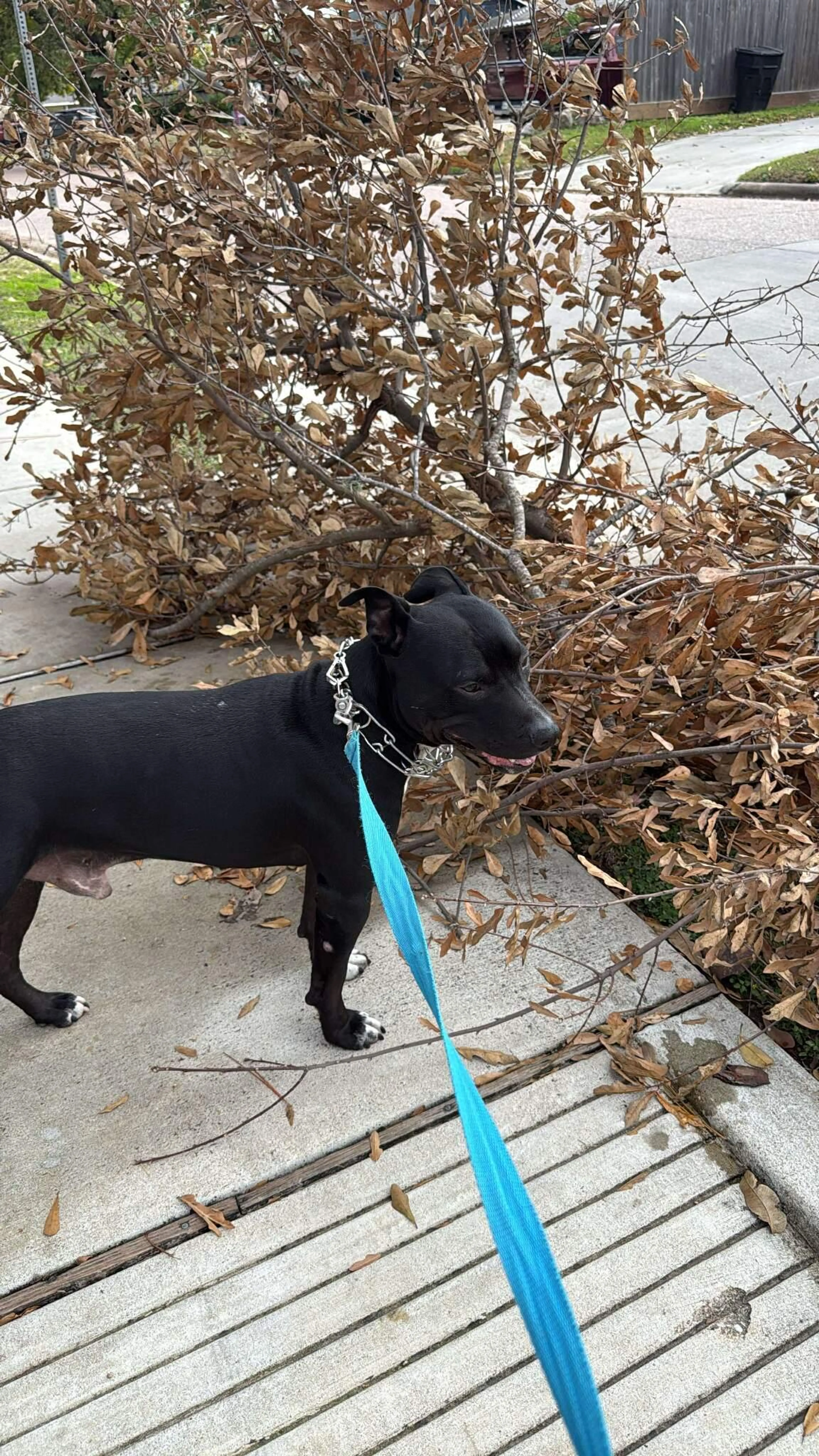Found pet-0
