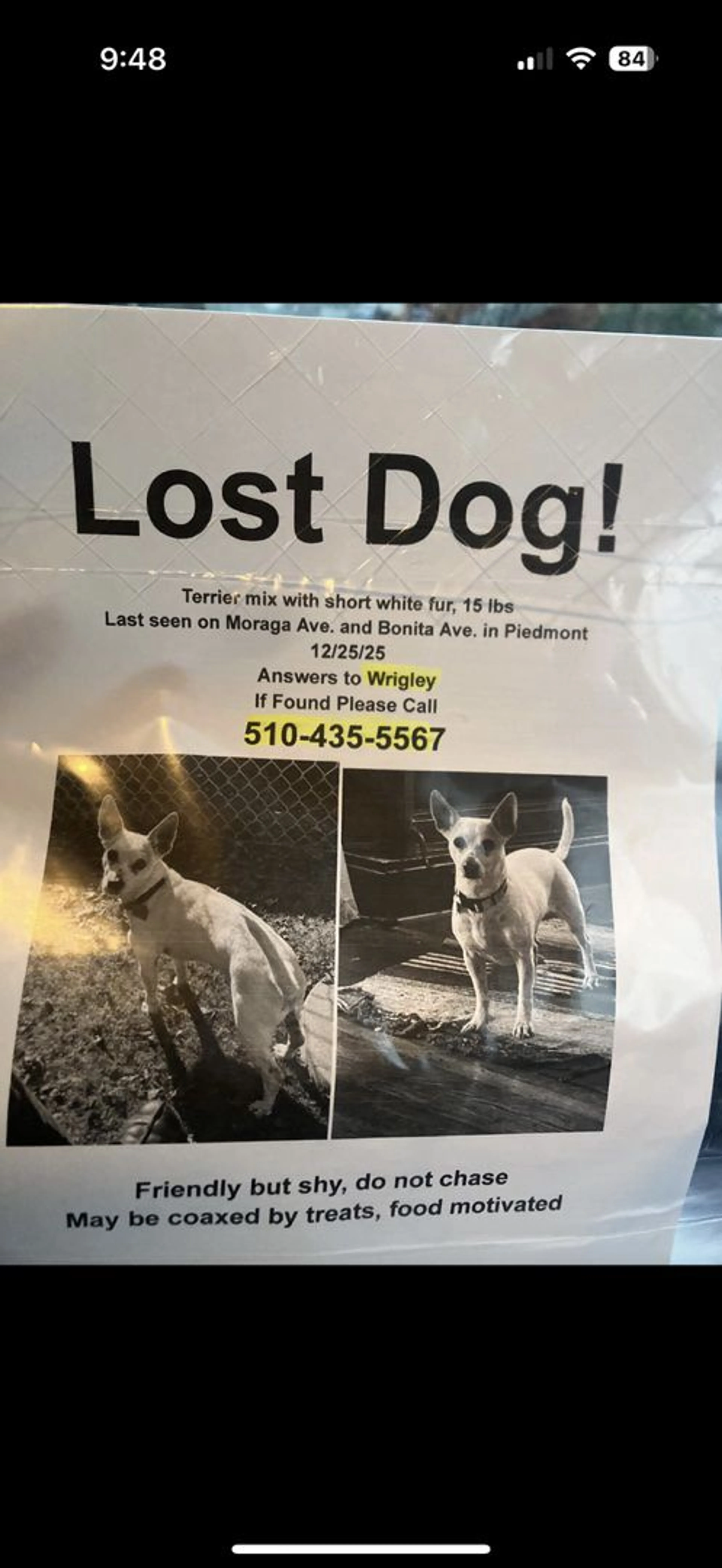 Lost pet-1