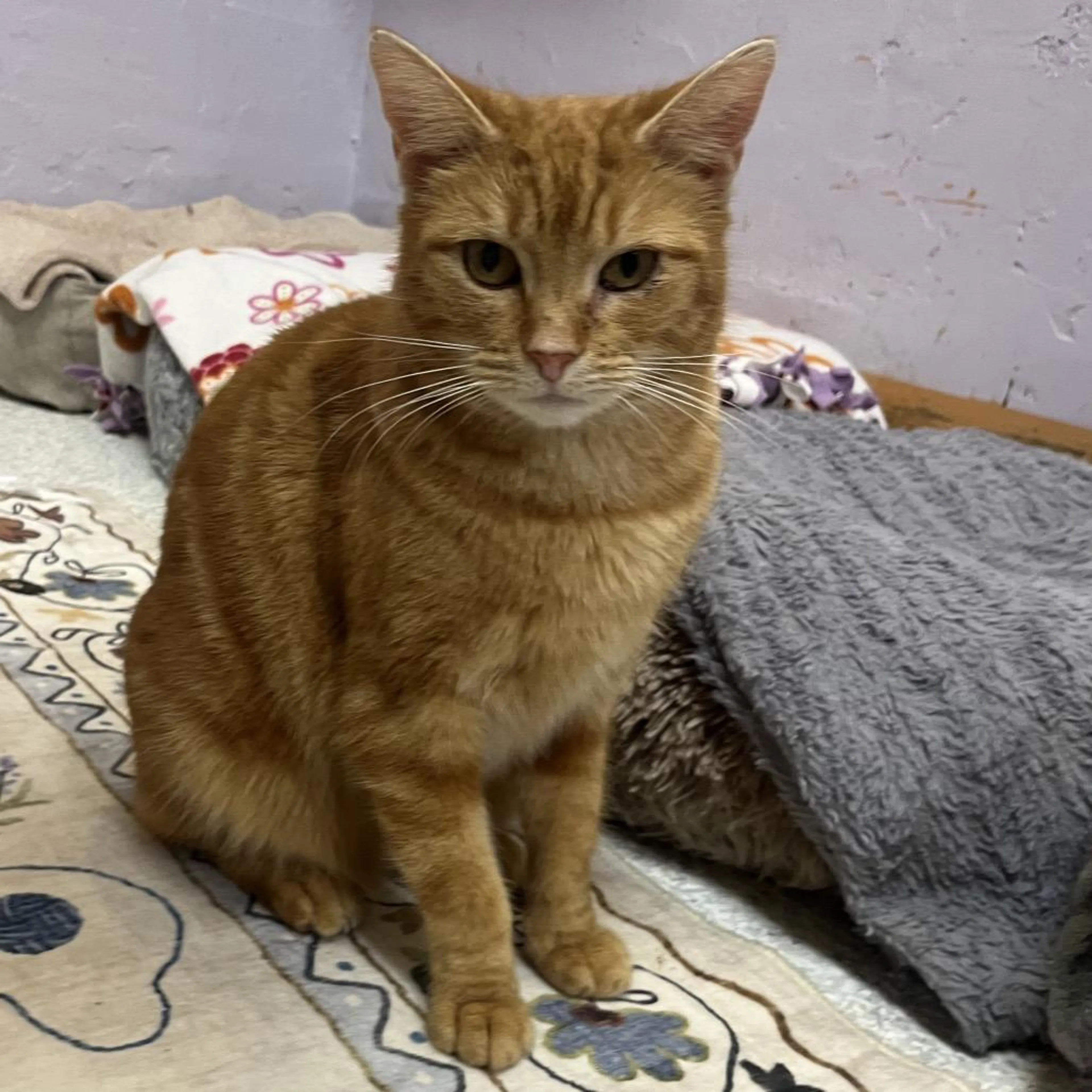 Found pet-1