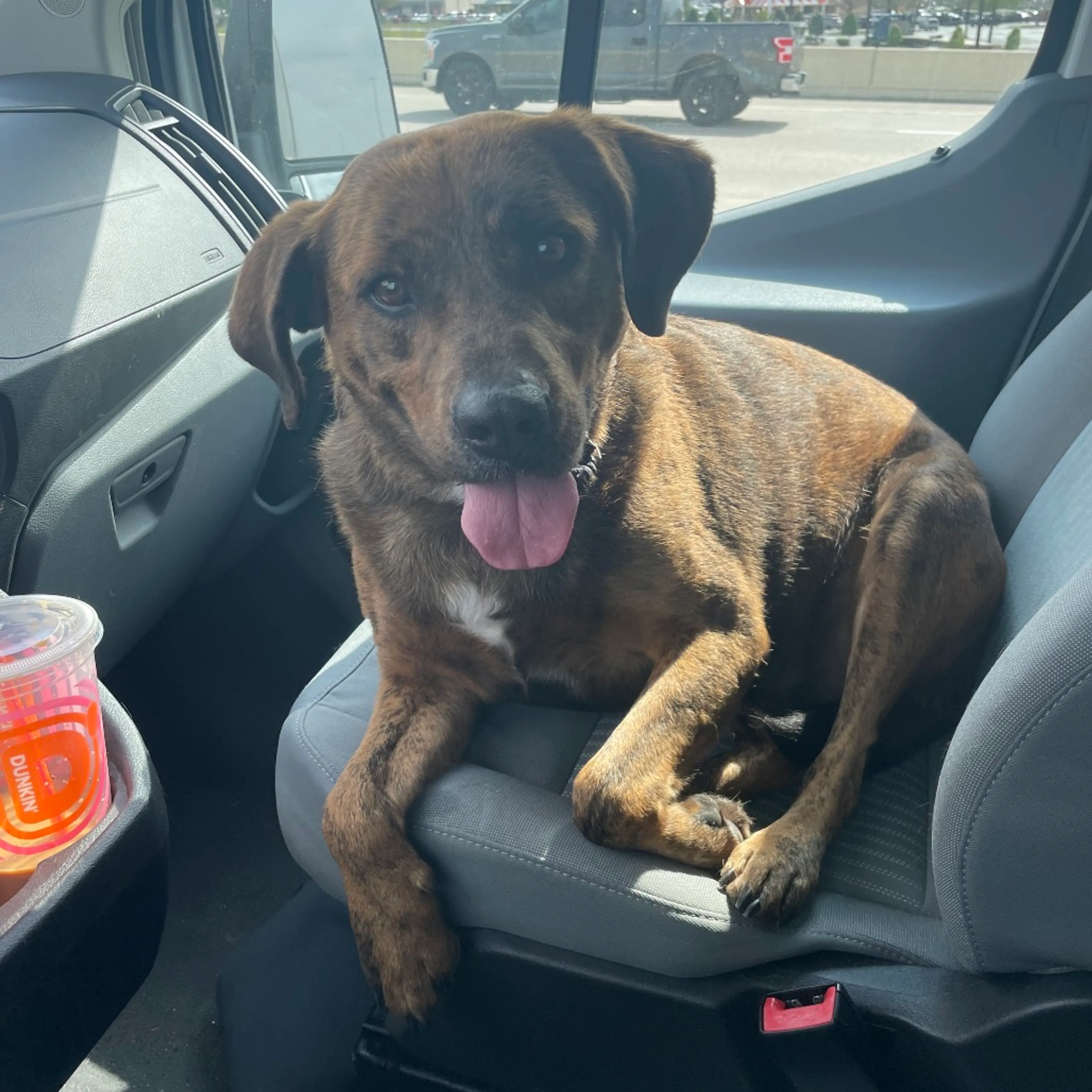 Found pet-11