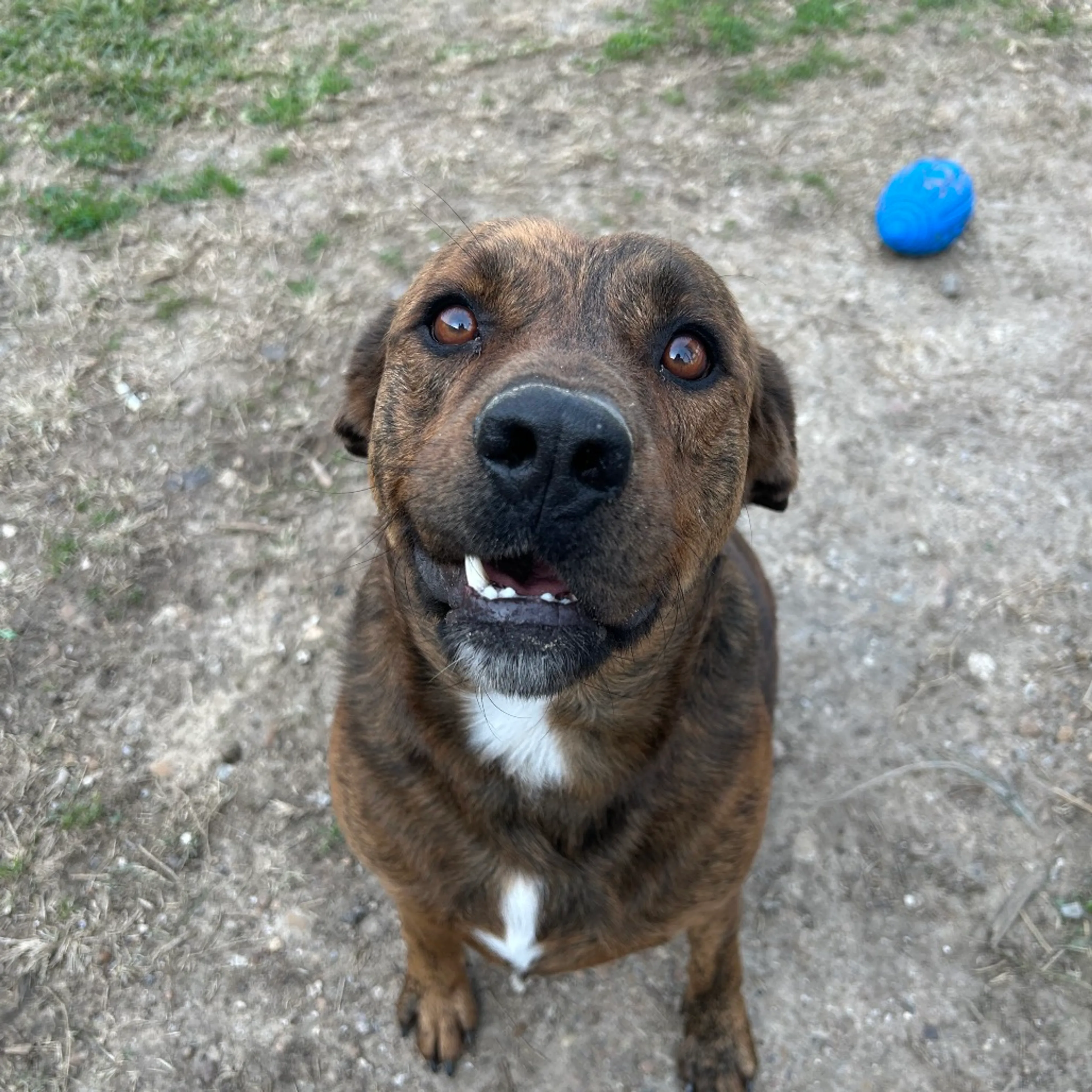 Found pet-6
