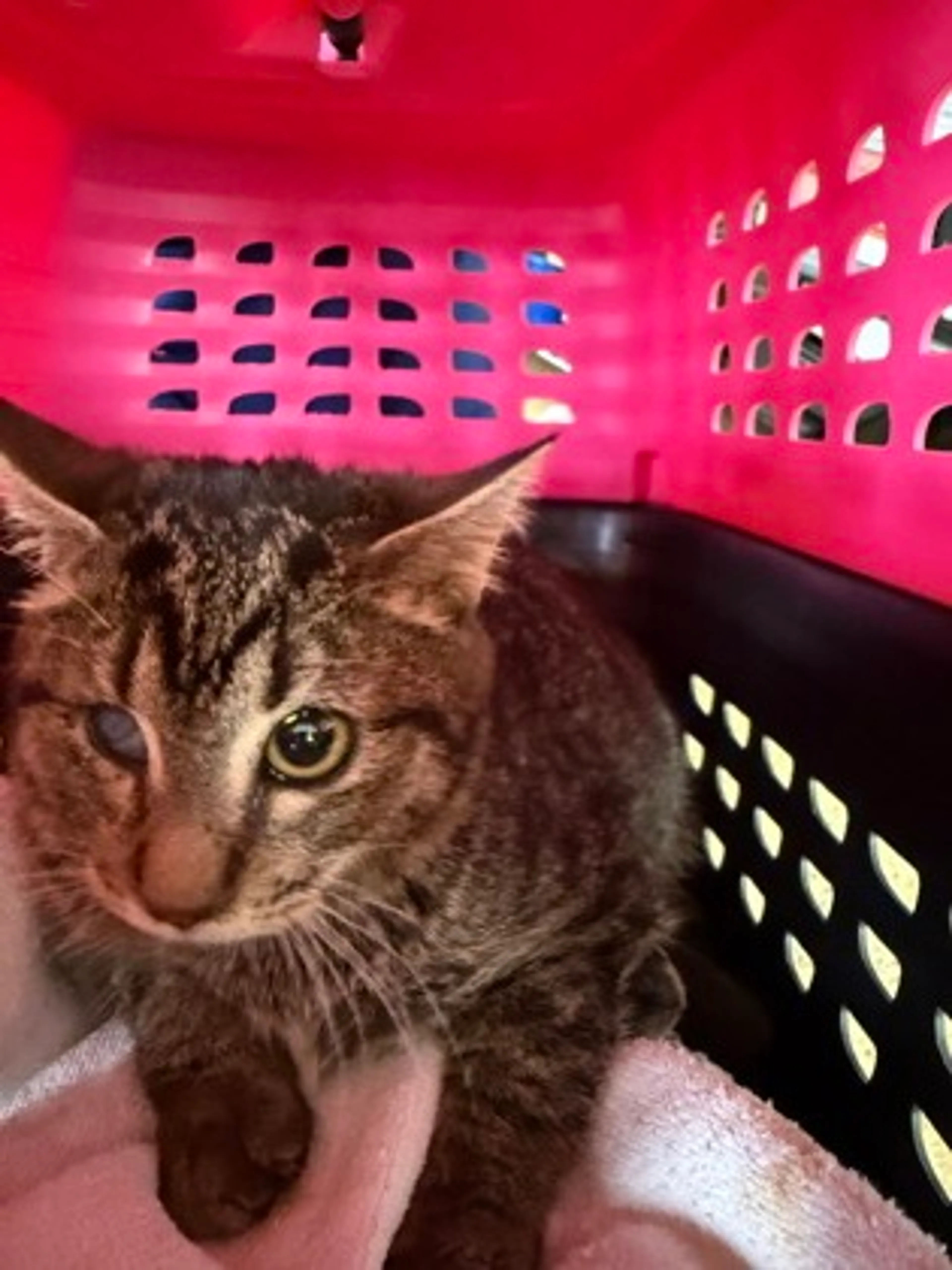 Found pet