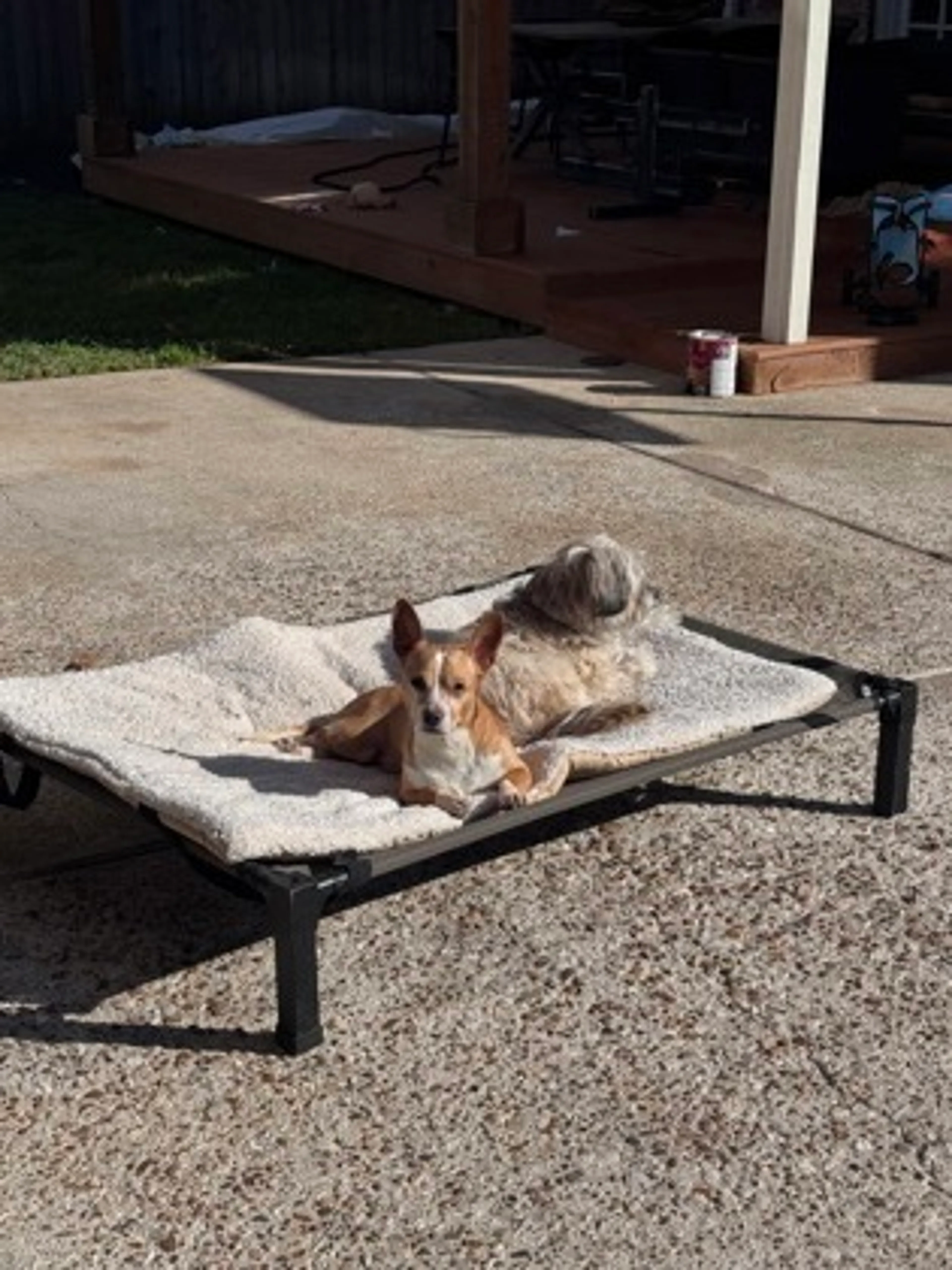 Found pet-2