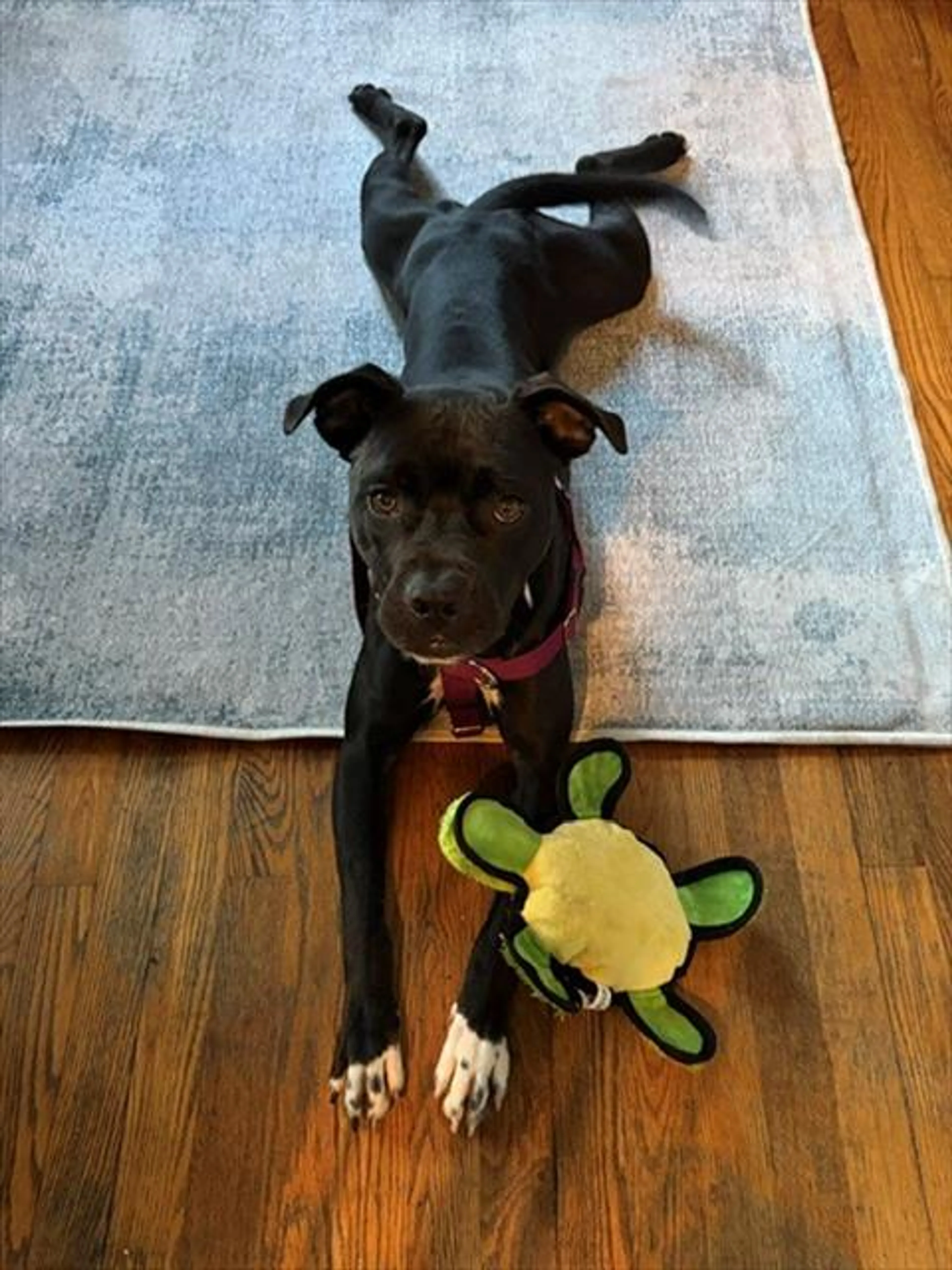 Found pet