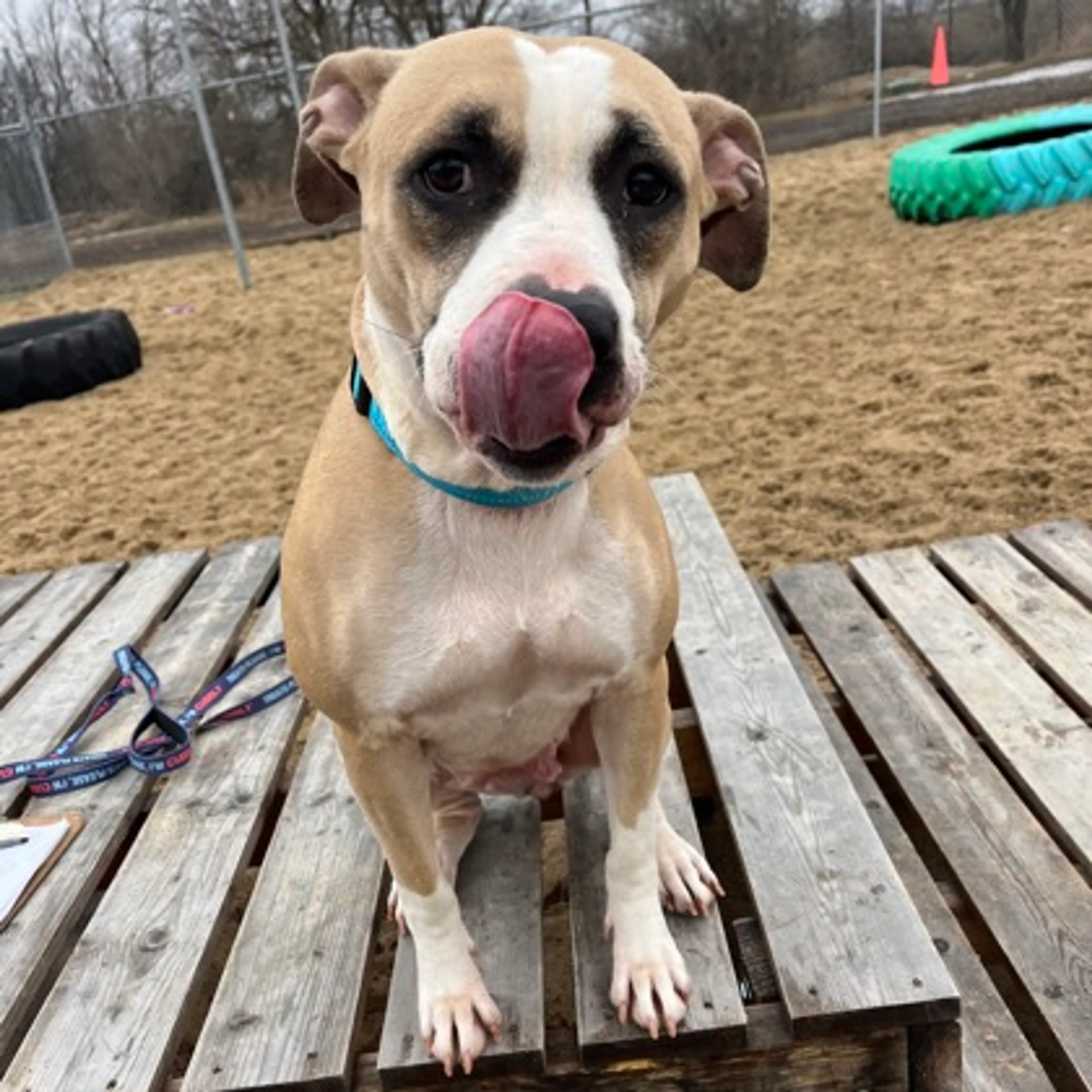 Found pet-2