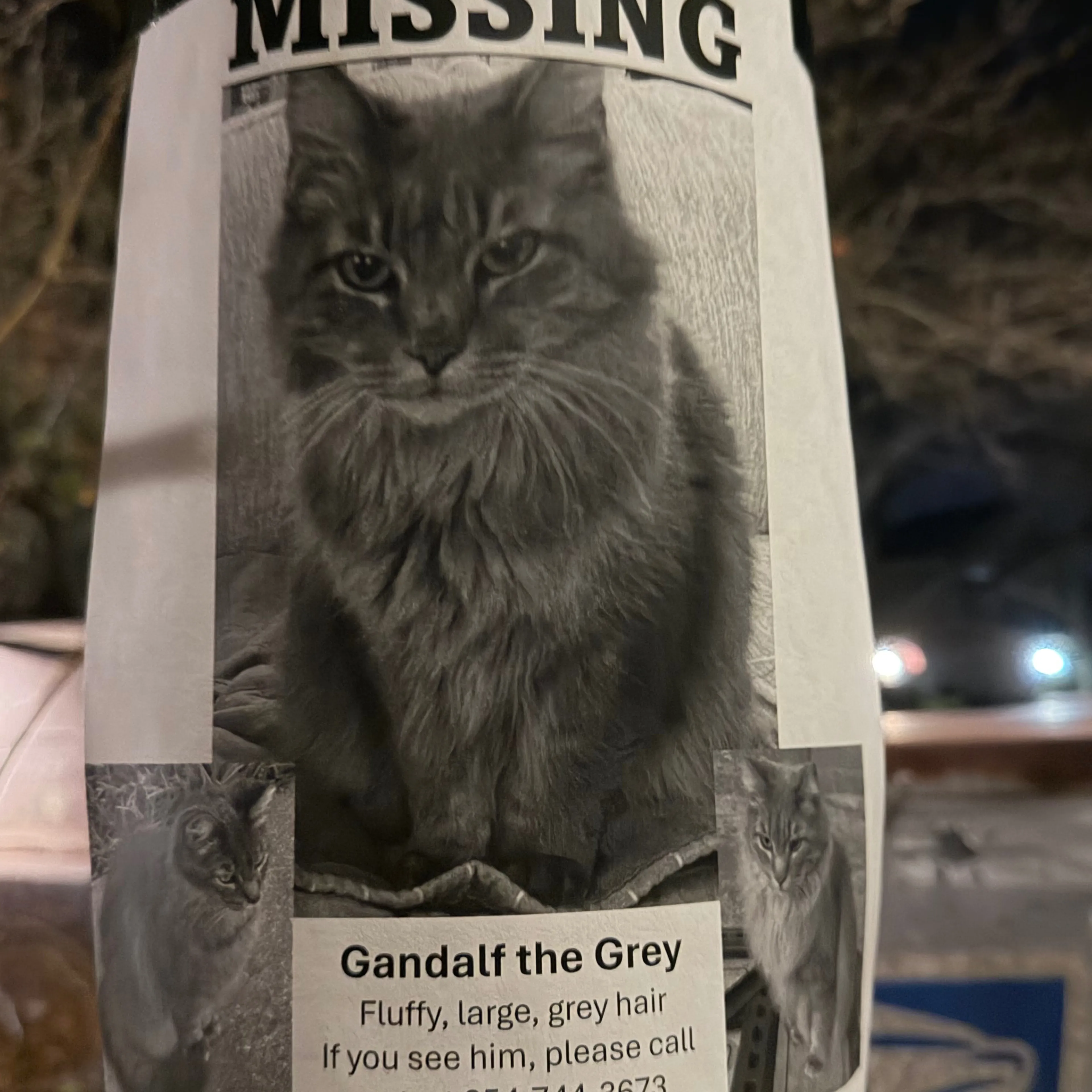 Lost pet-1