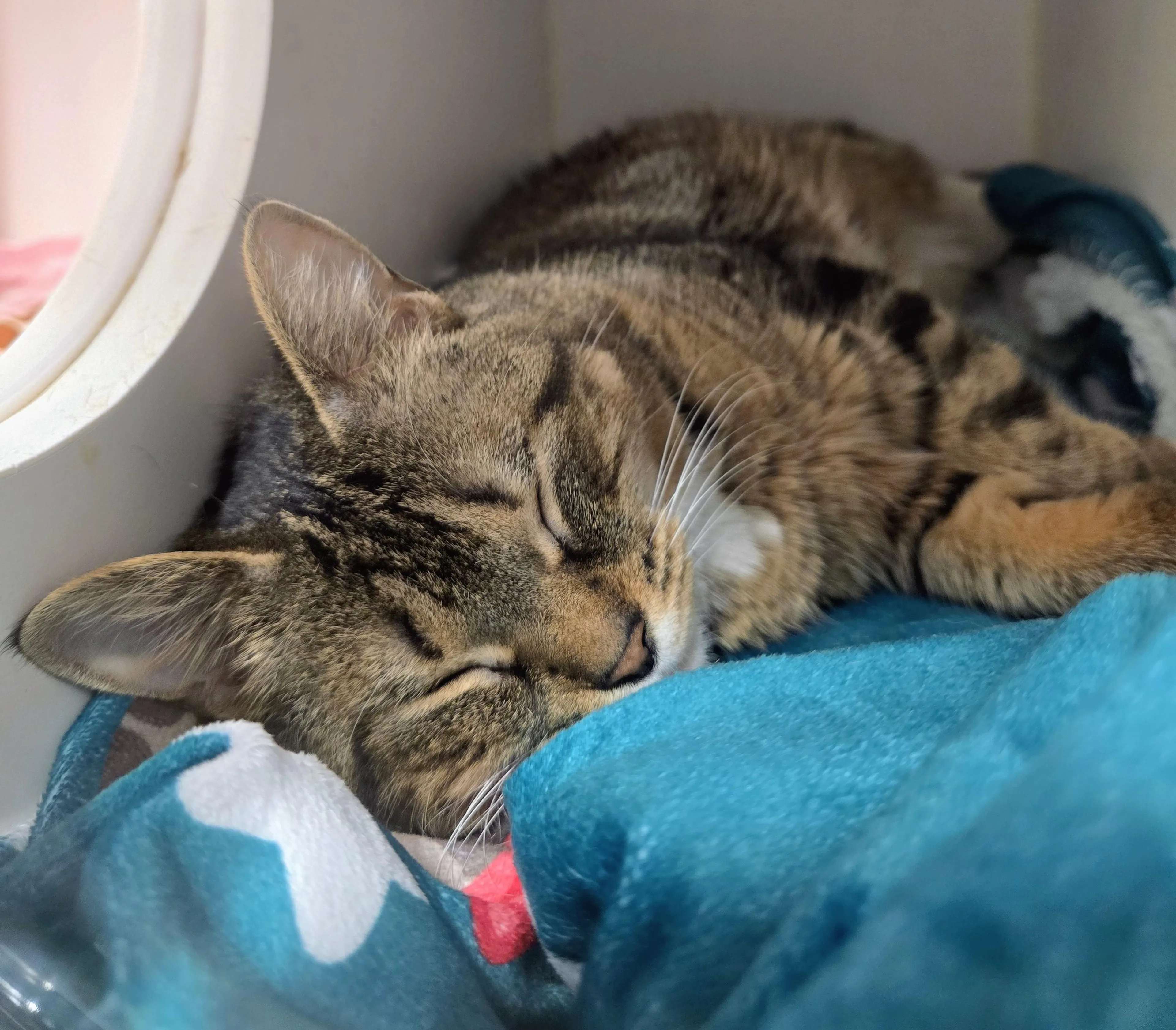 Found pet-4