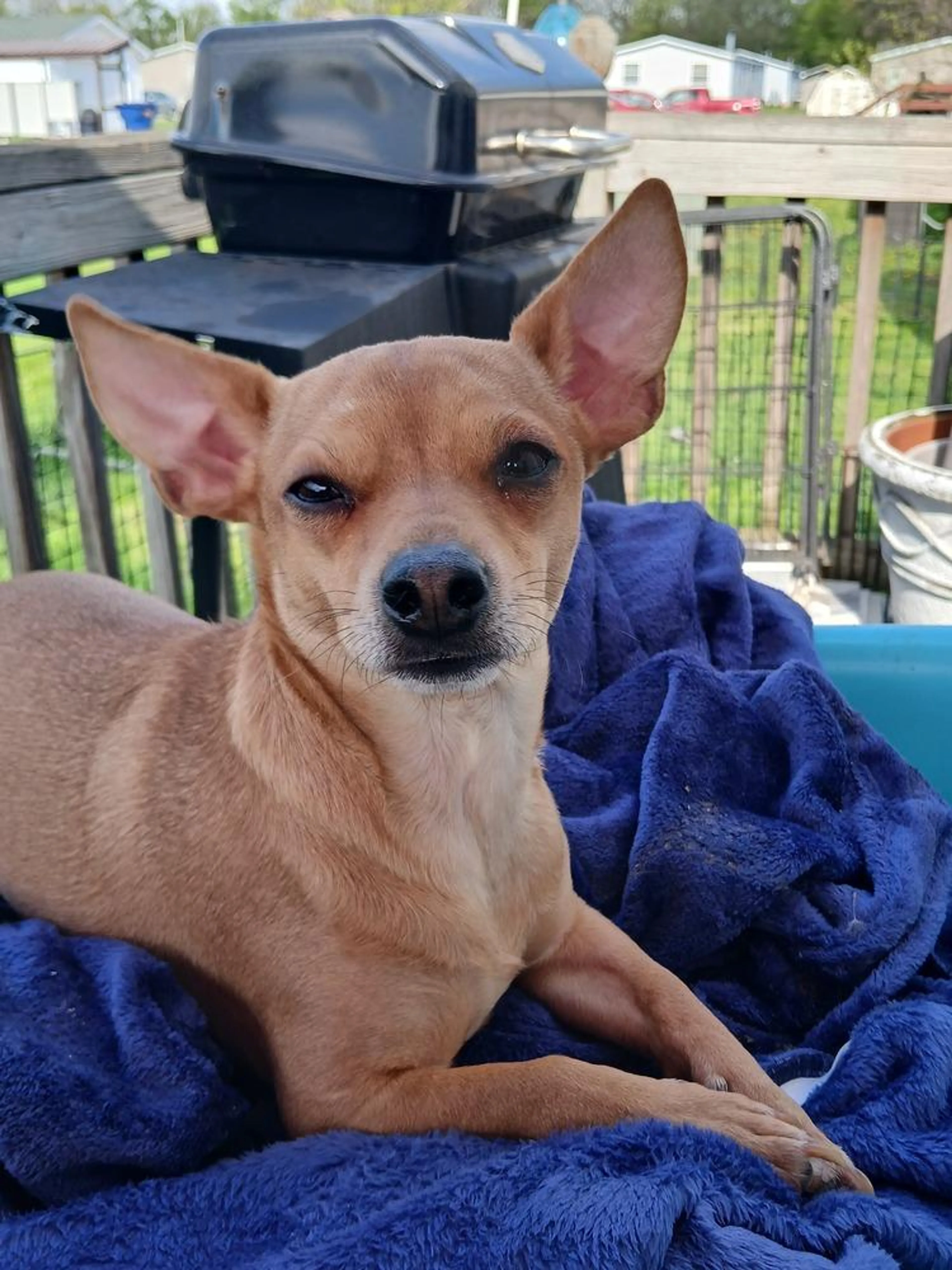 Found pet-4