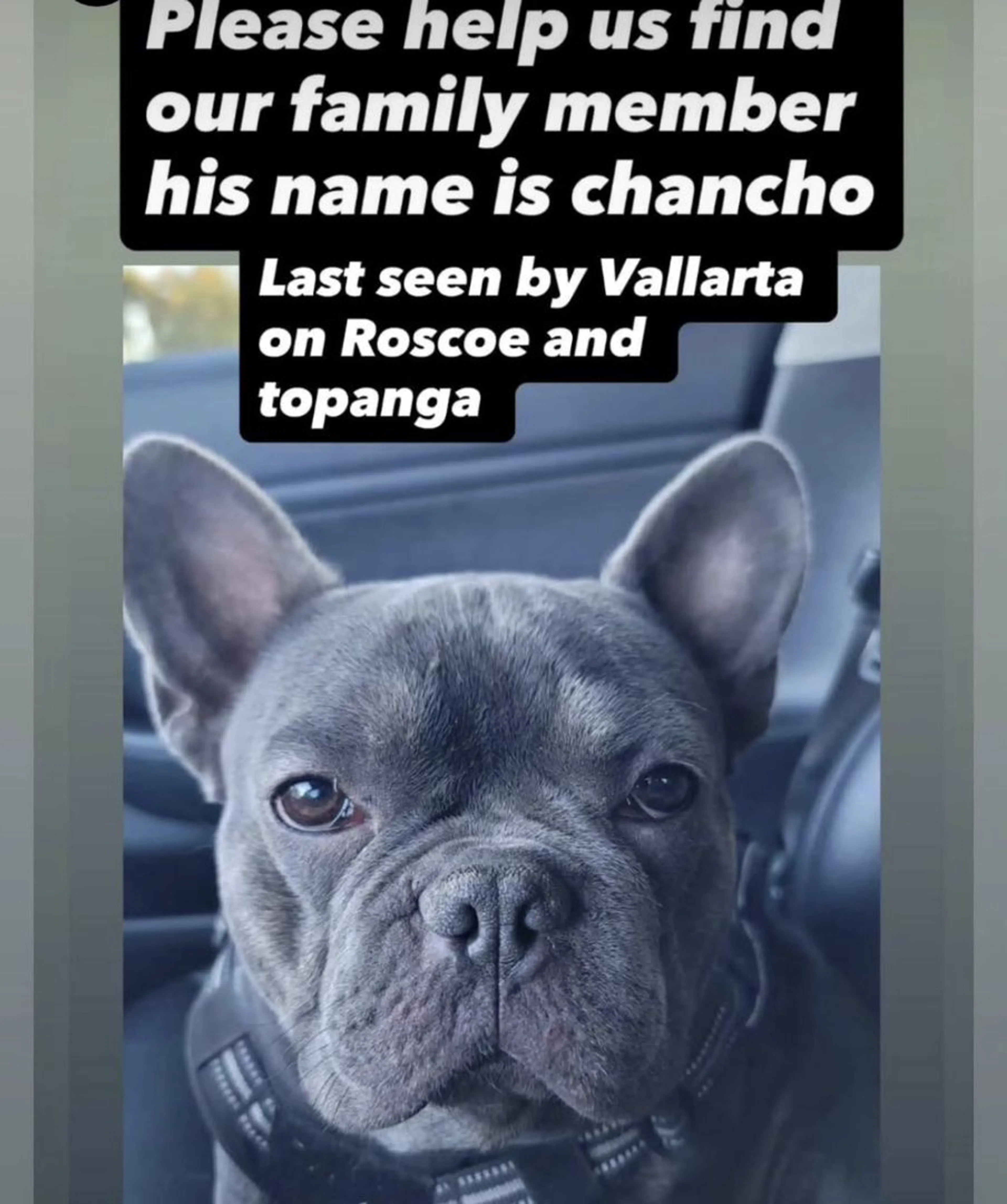 Lost pet