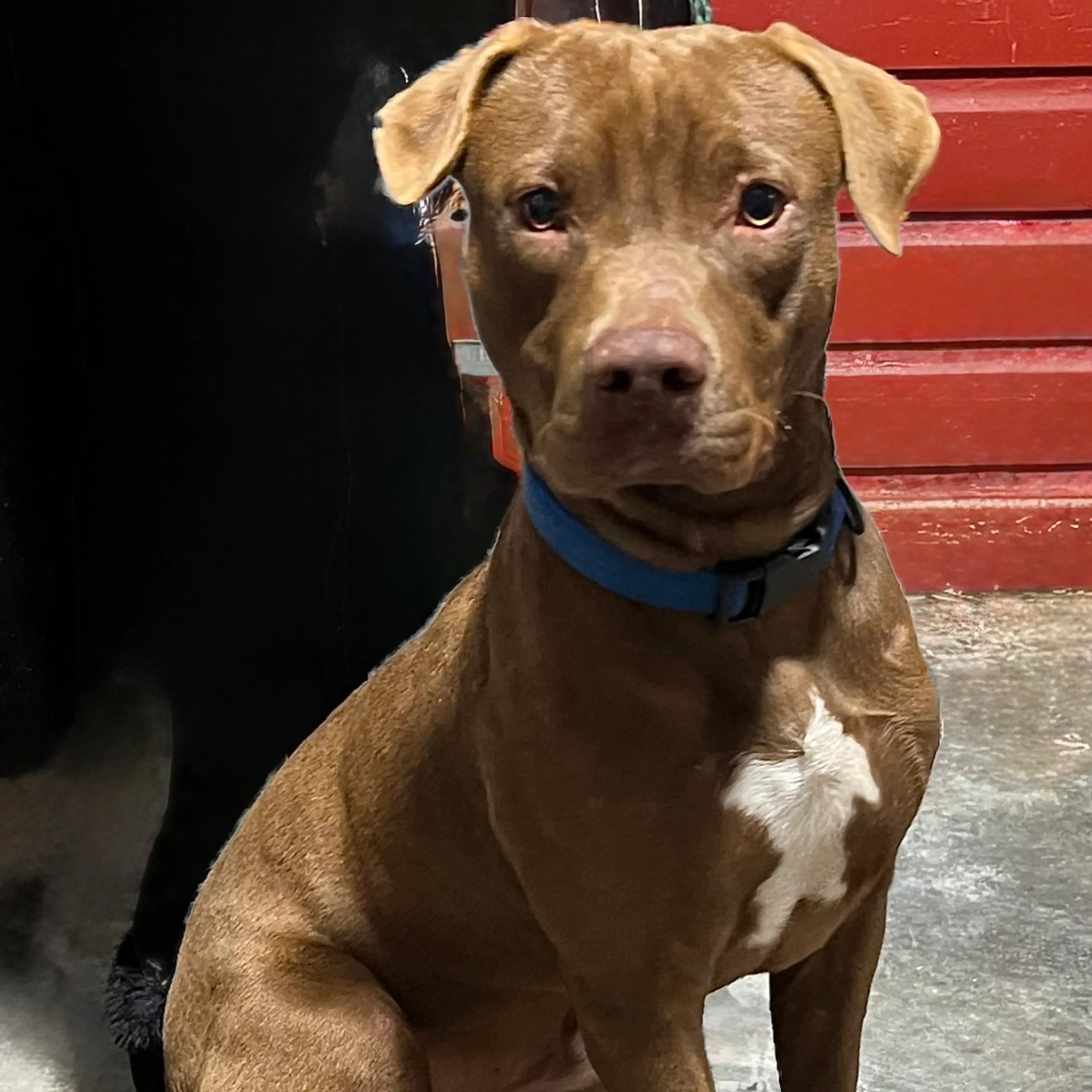 Found pet-2