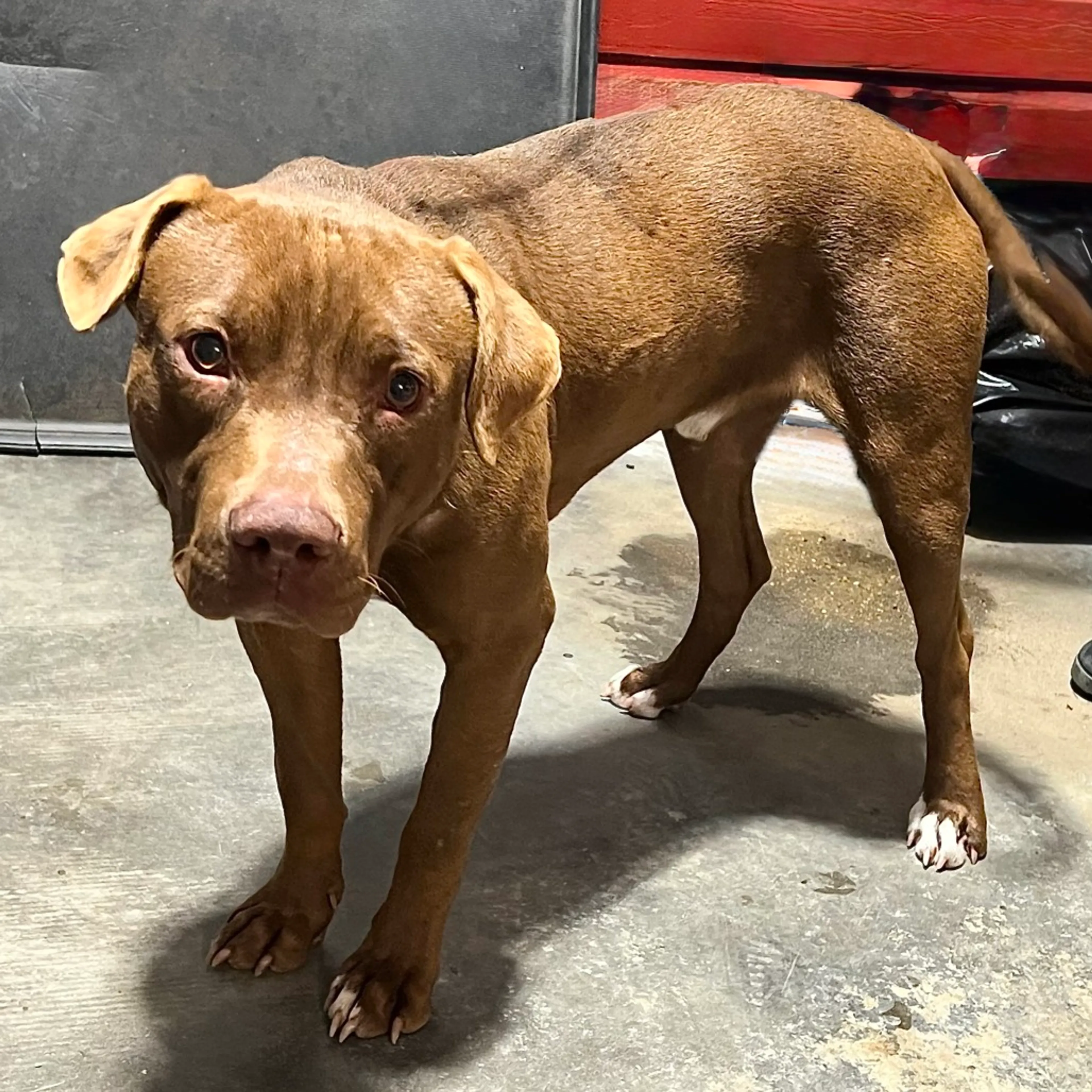 Found pet-1