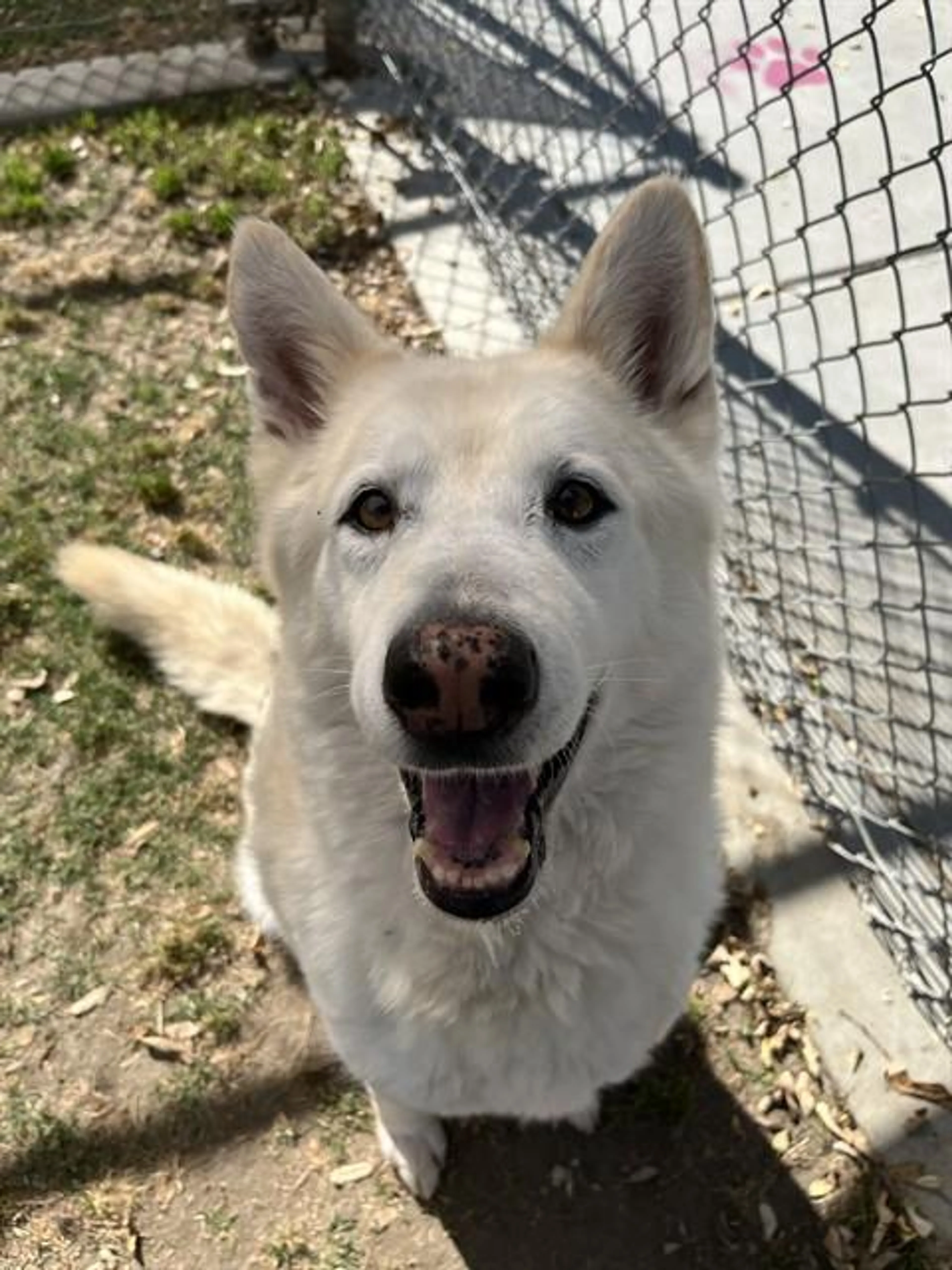 Found pet