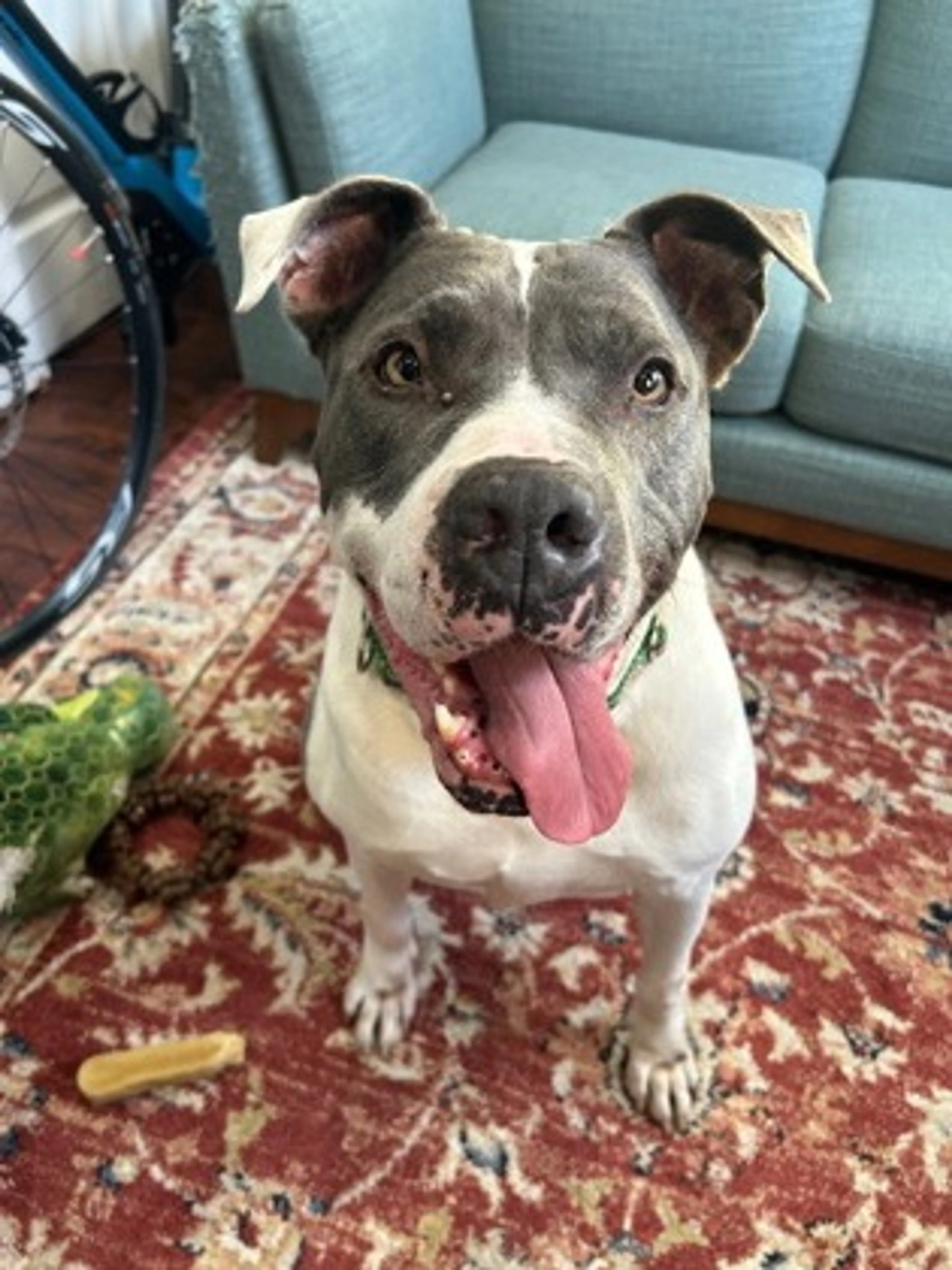 Found pet-2